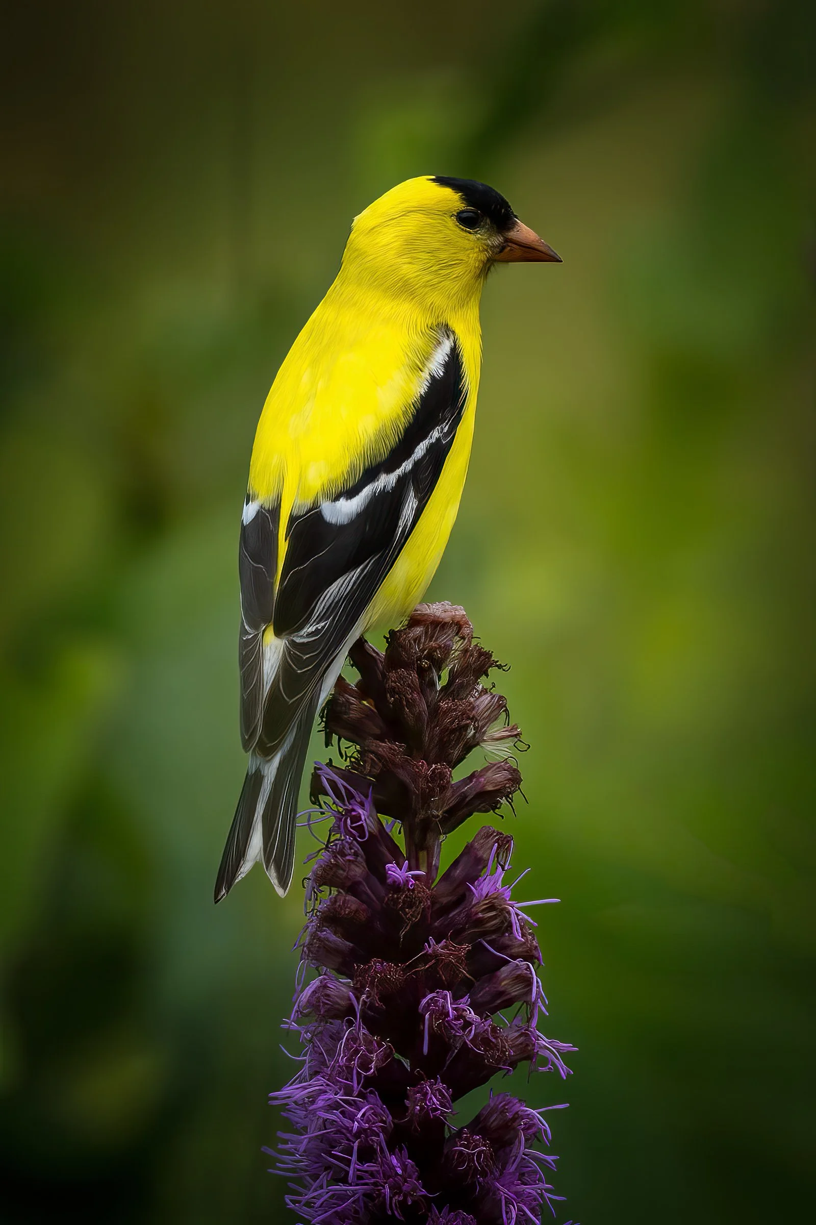 Goldfinch Glow
