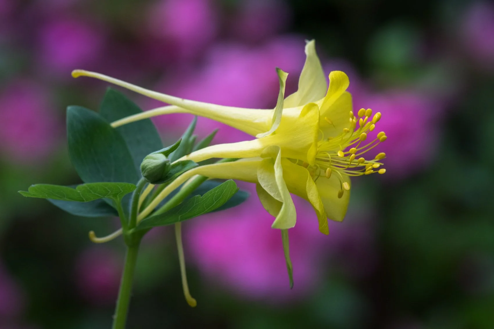Golden Grace