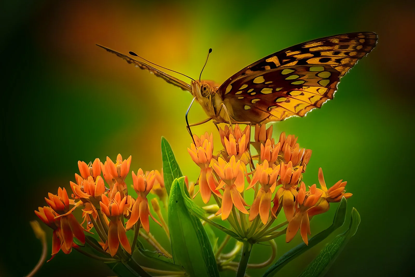 Nature's Invitation