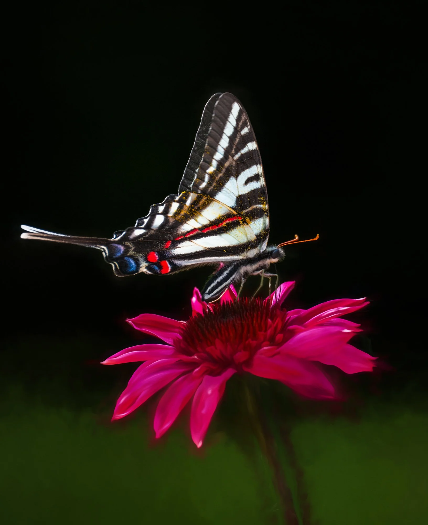 Garden Visitor
