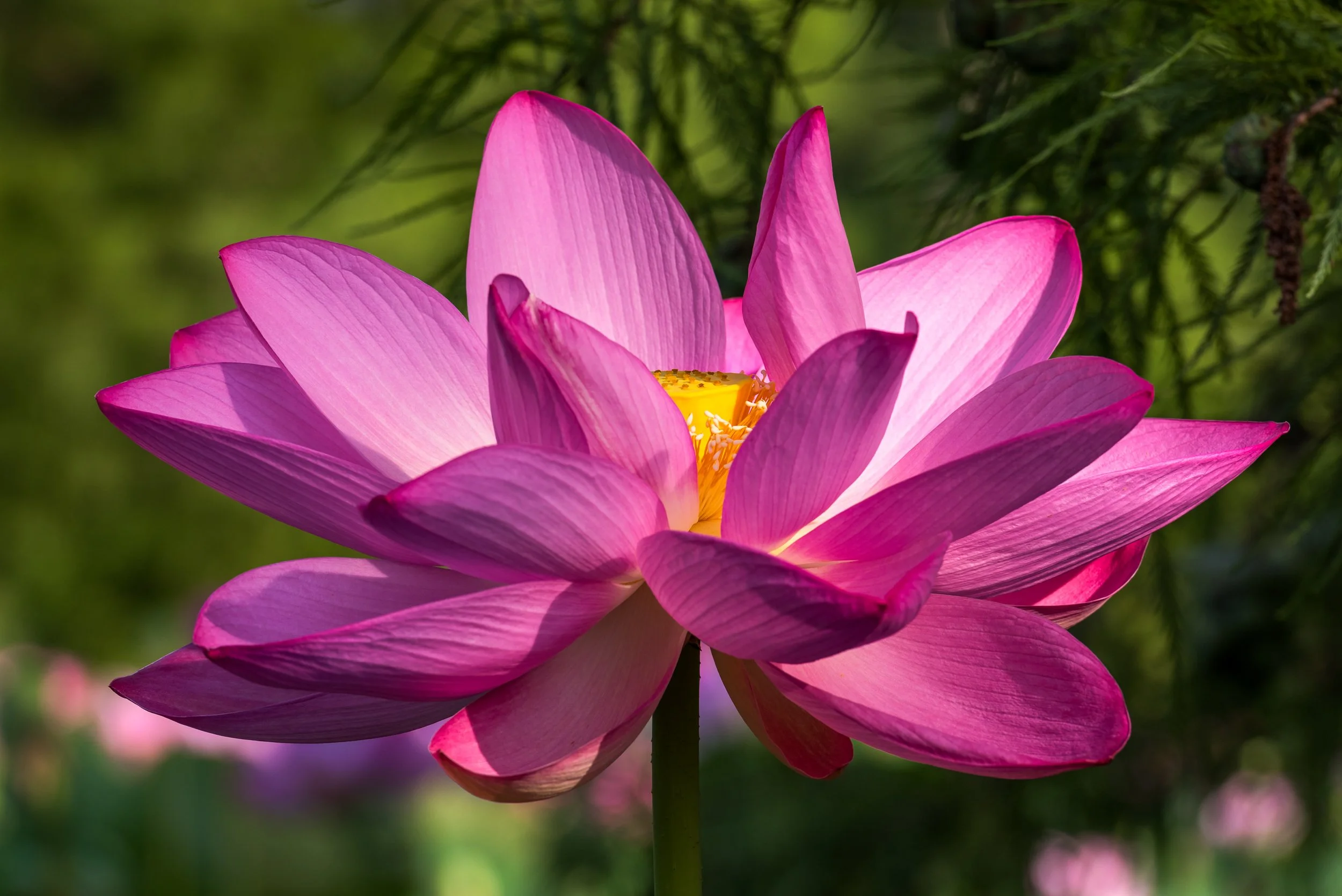 Painted in Pink