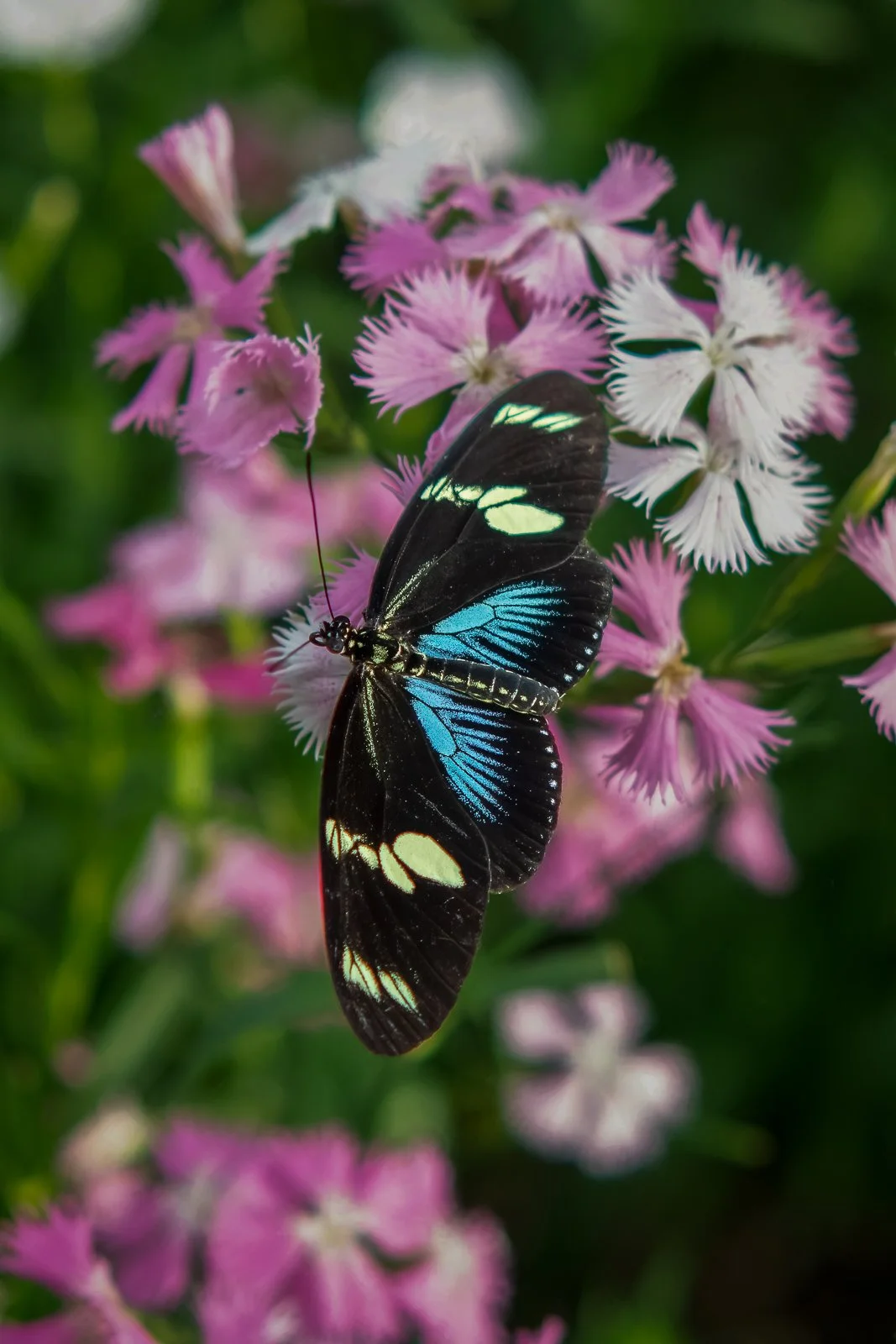 Silent Elegance