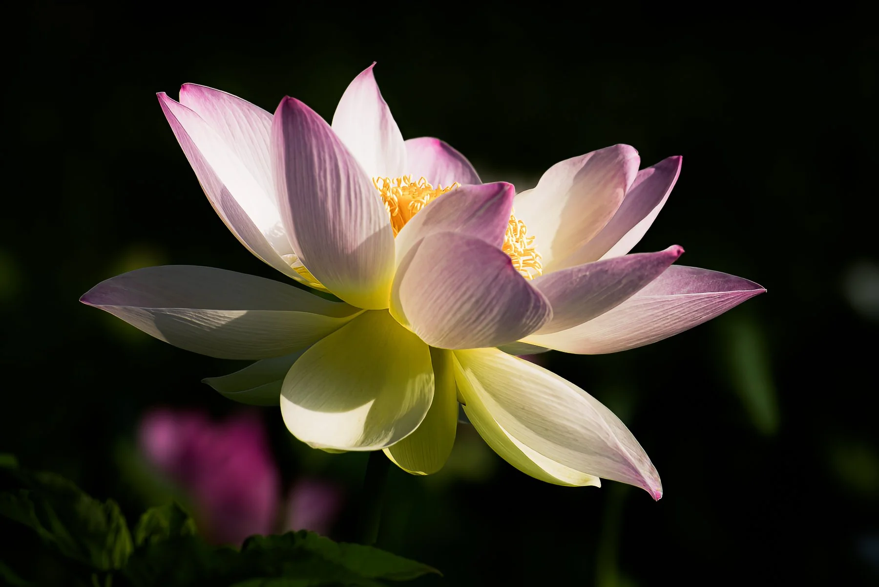 Golden Heart