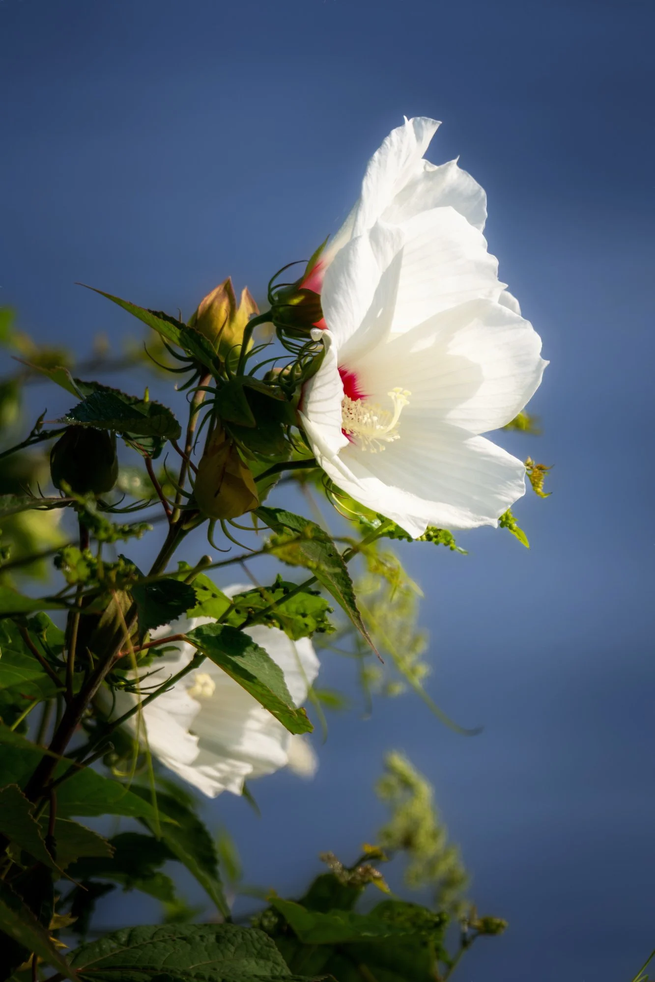 Bathed in Morning Light