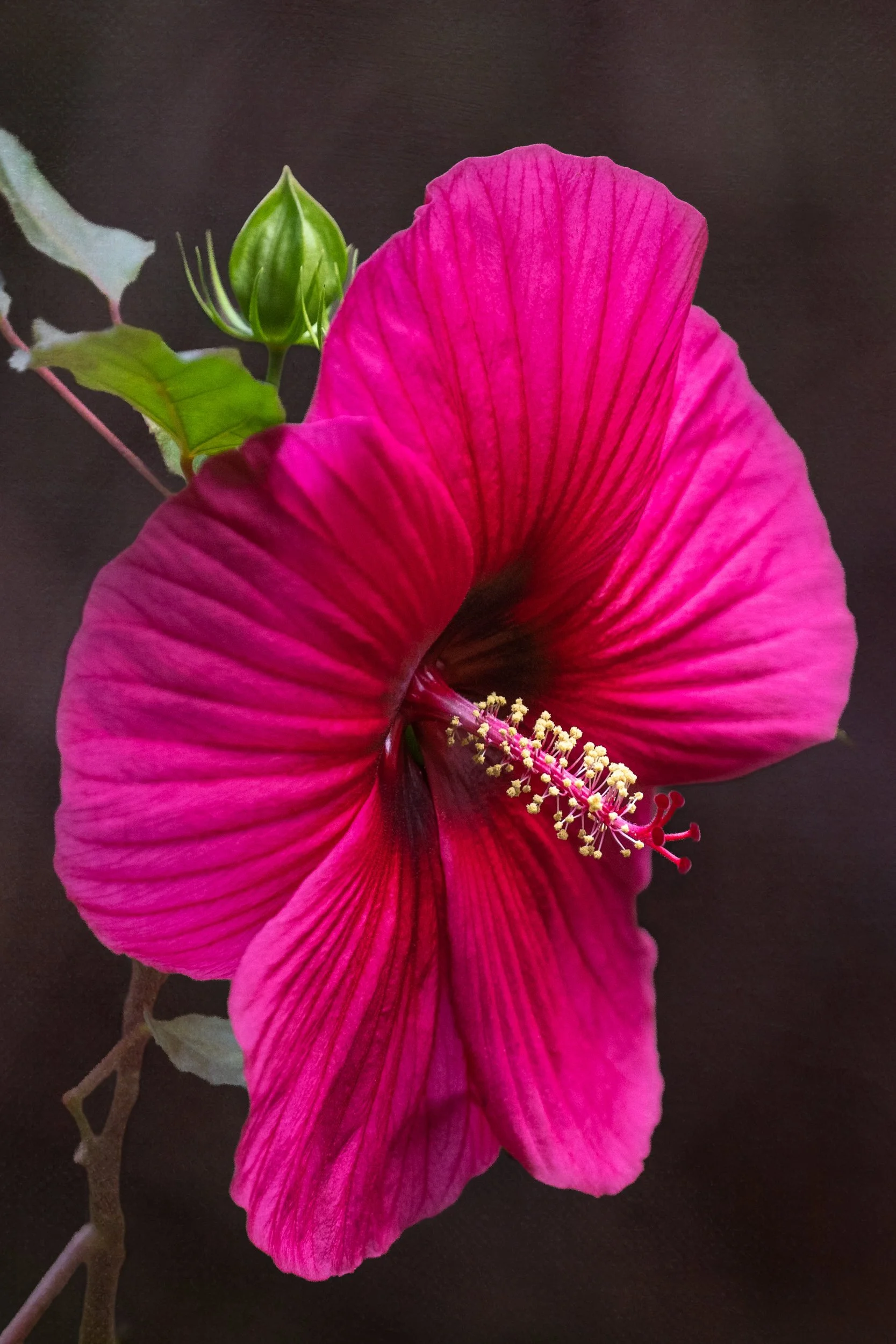 Whispering Petals