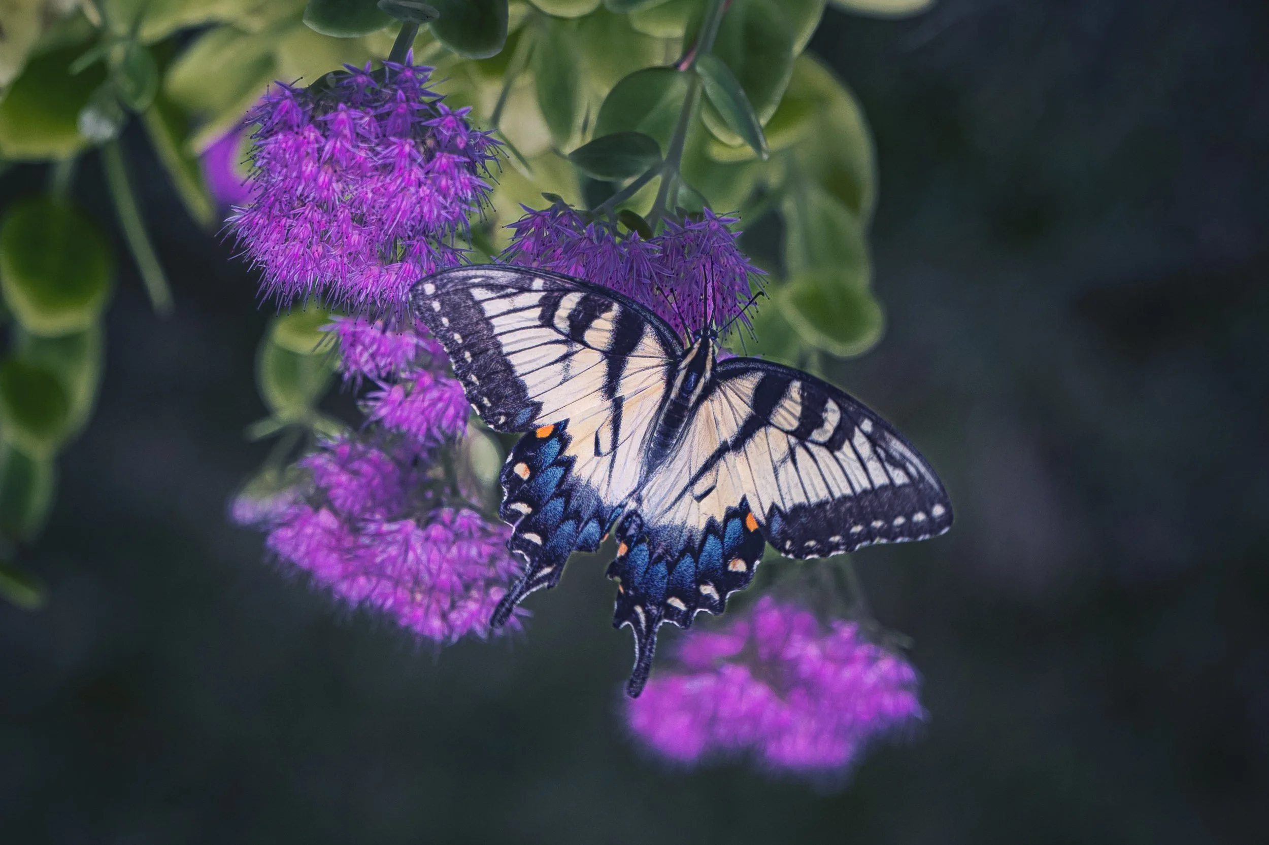 Wings of Summer