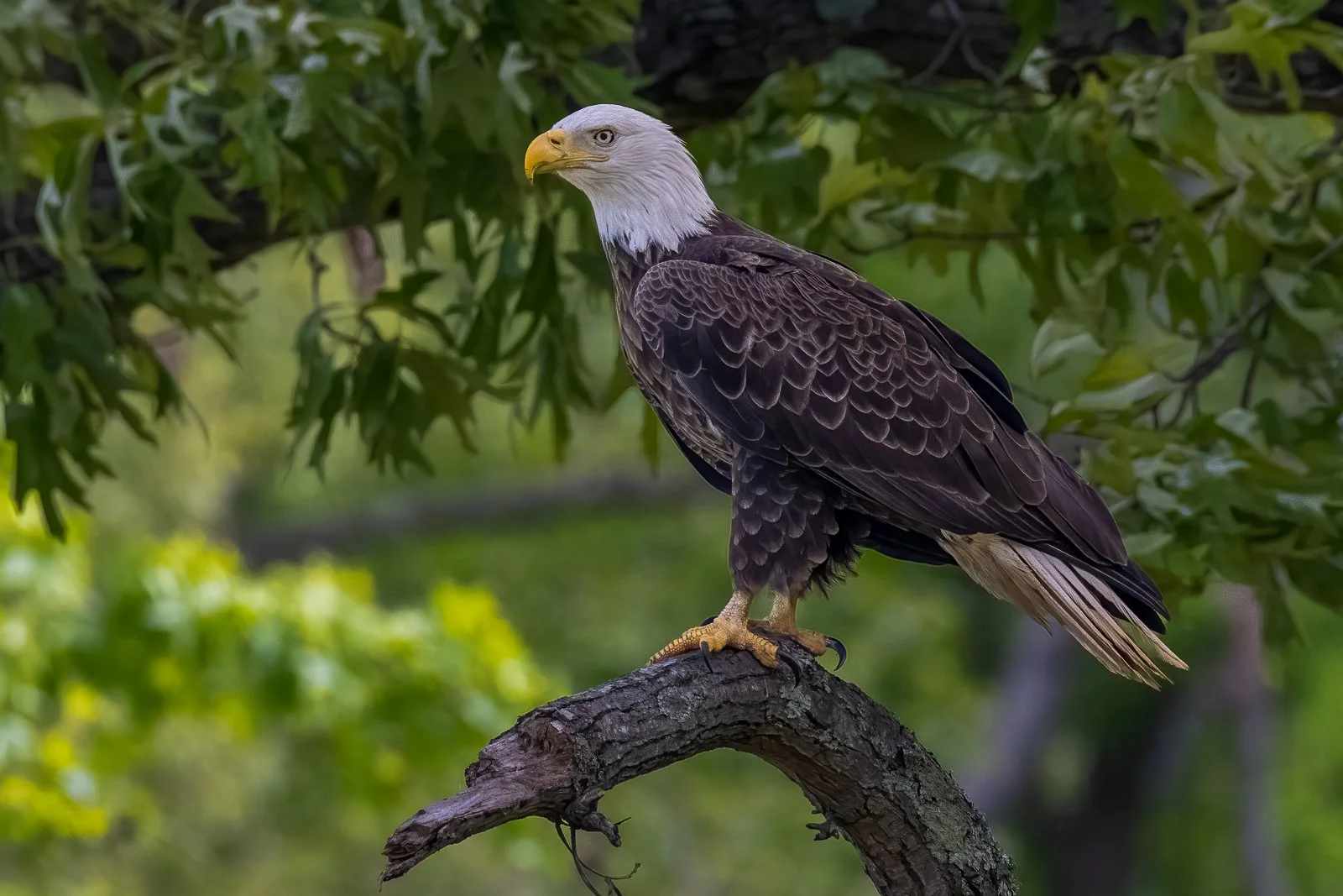 American Majesty