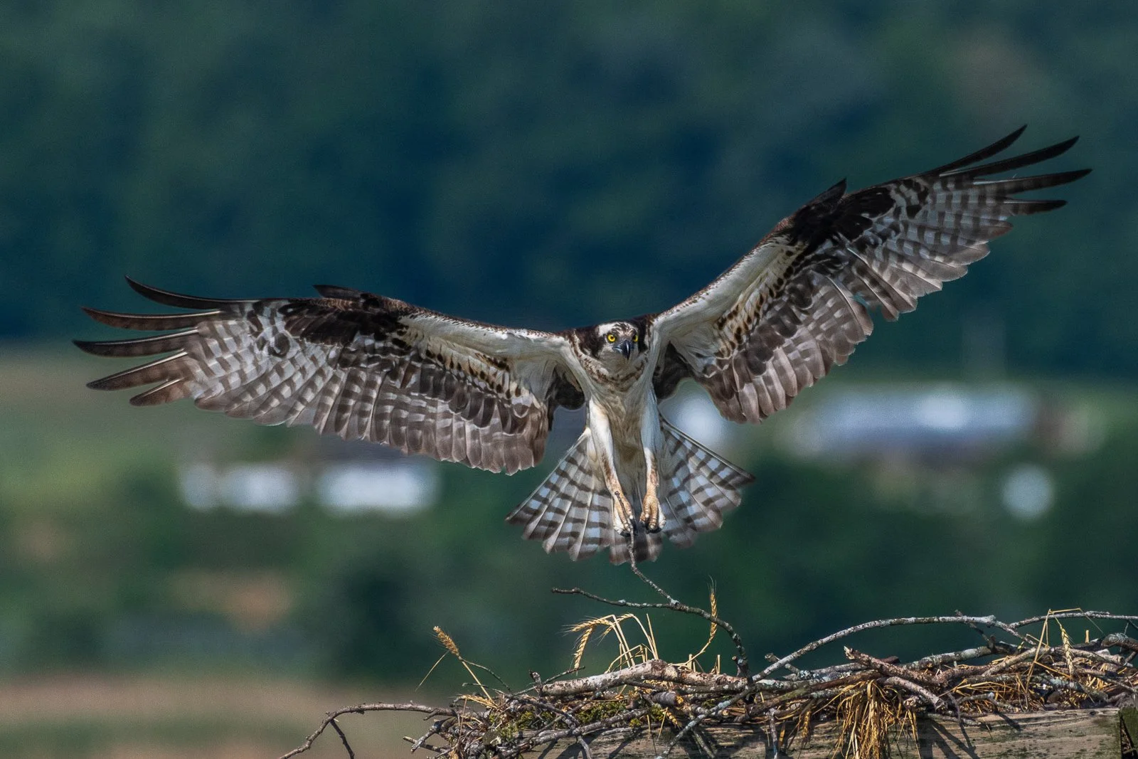 On Silent Wings