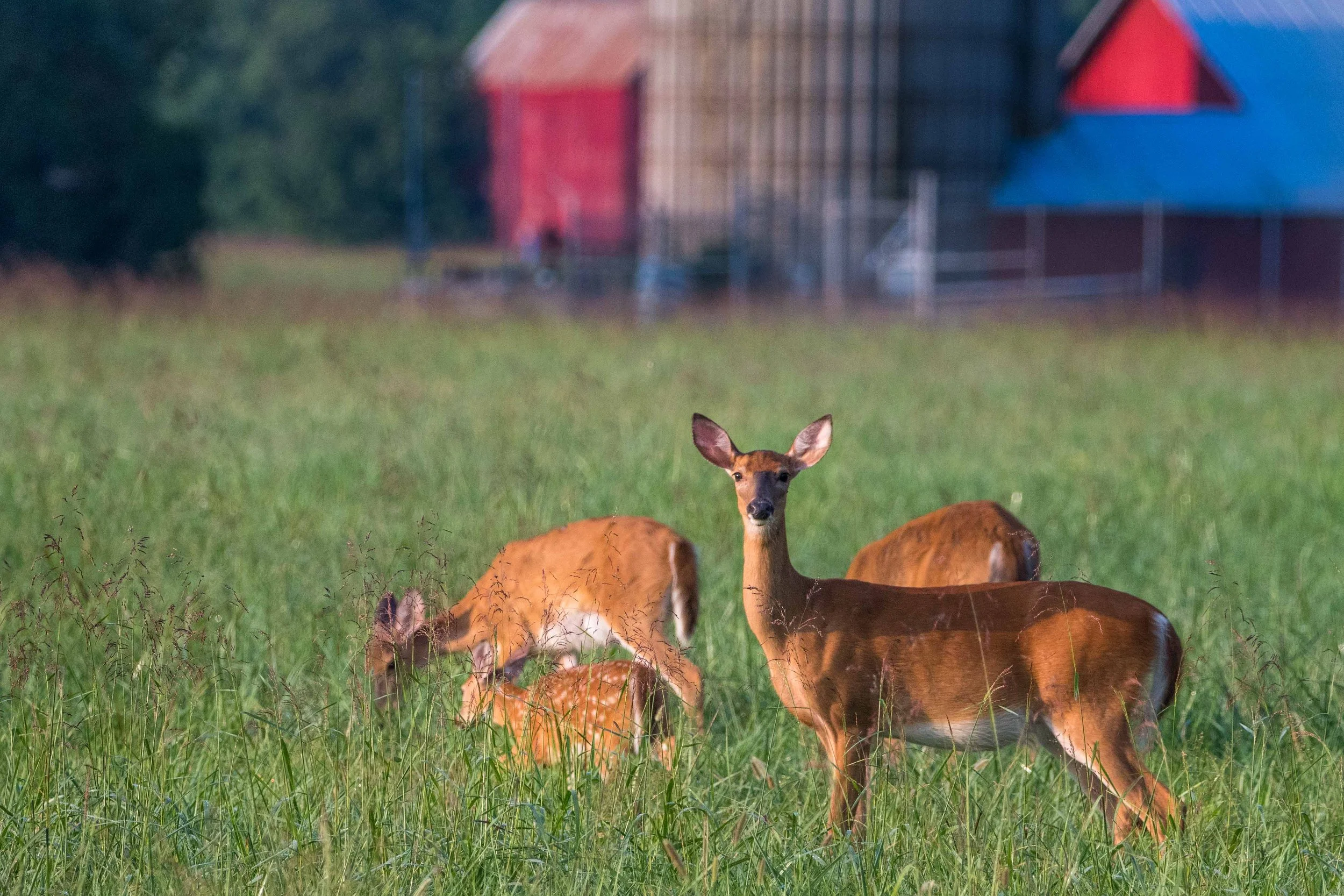 Country Morning
