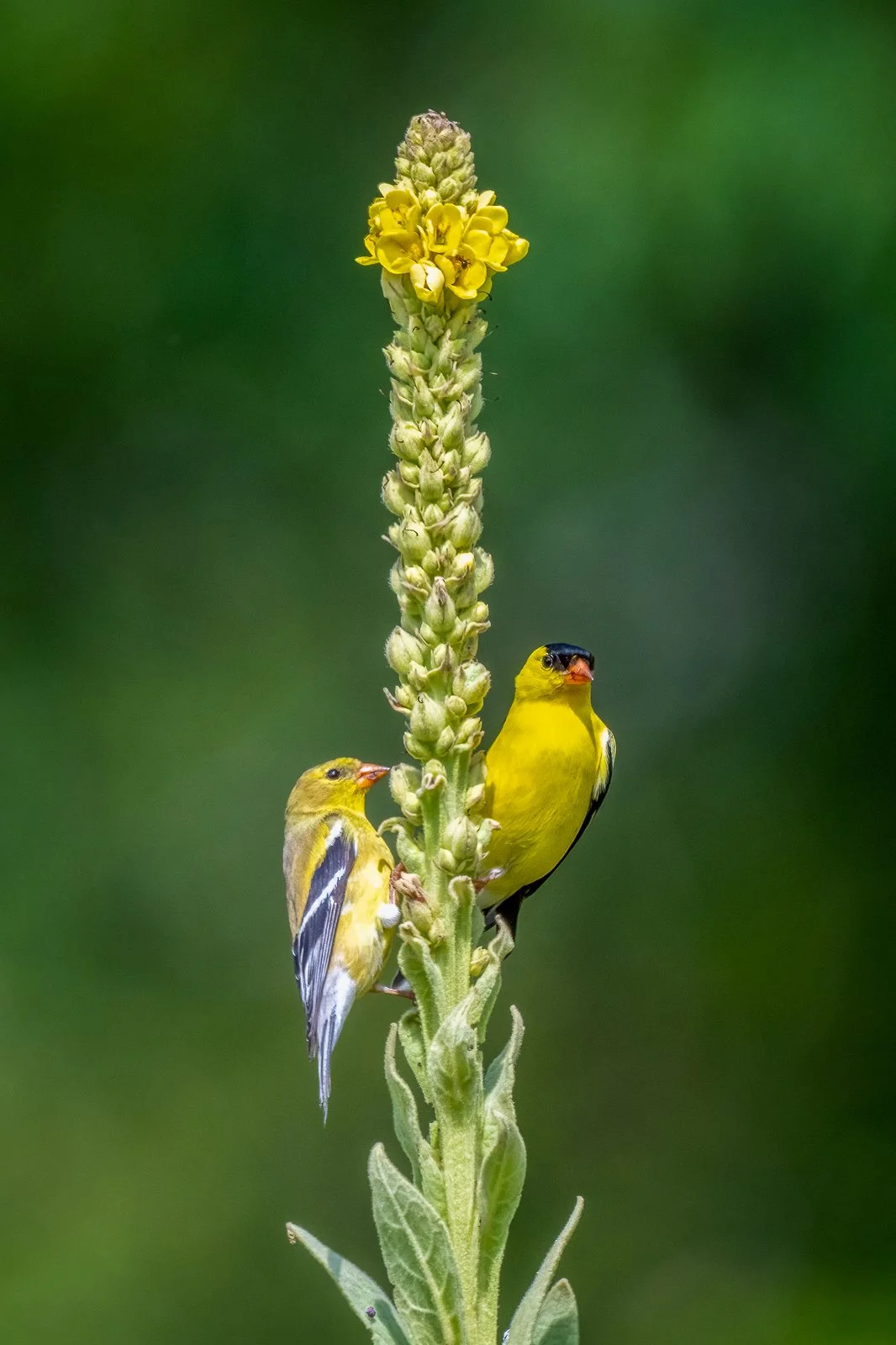 Mr. & Mrs. Goldfinch