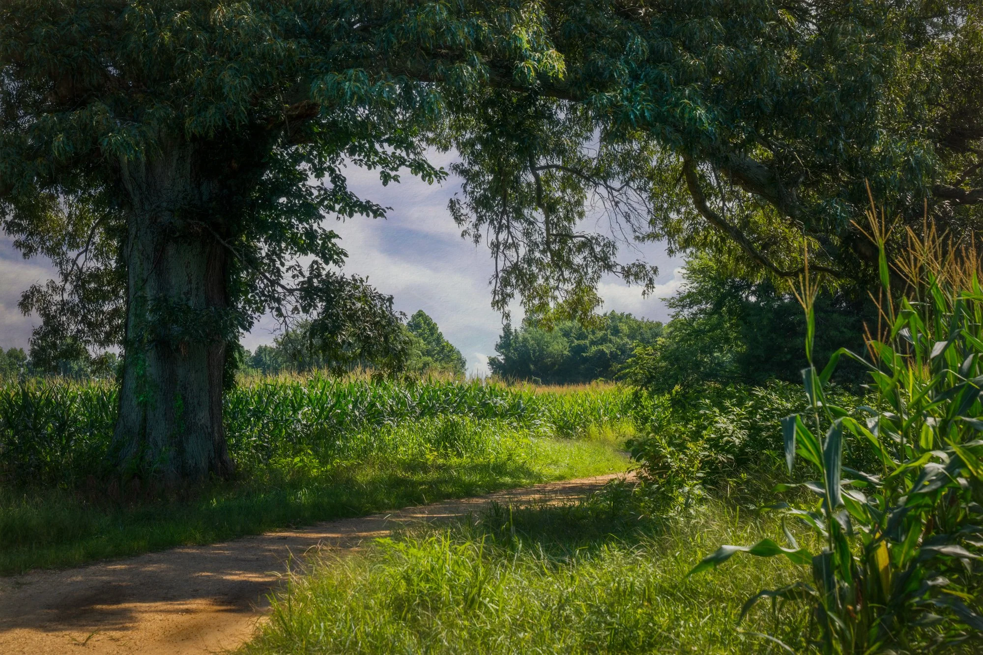 
Field of Dreams