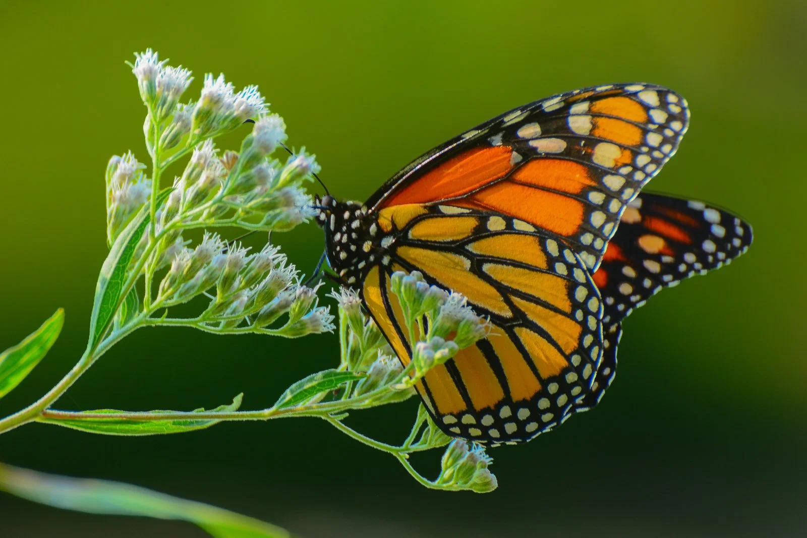 Living Jewel