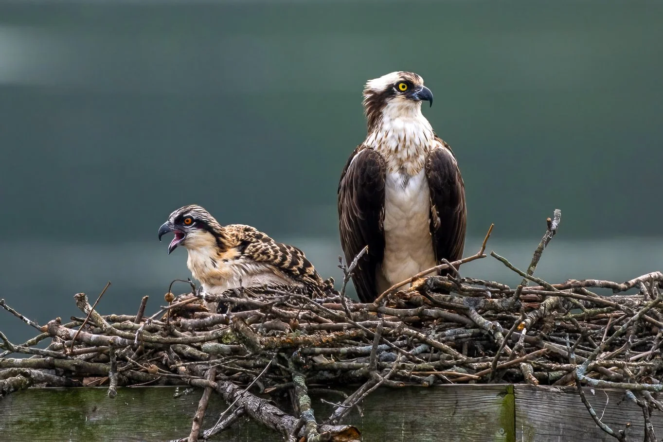 Birds Of Prey