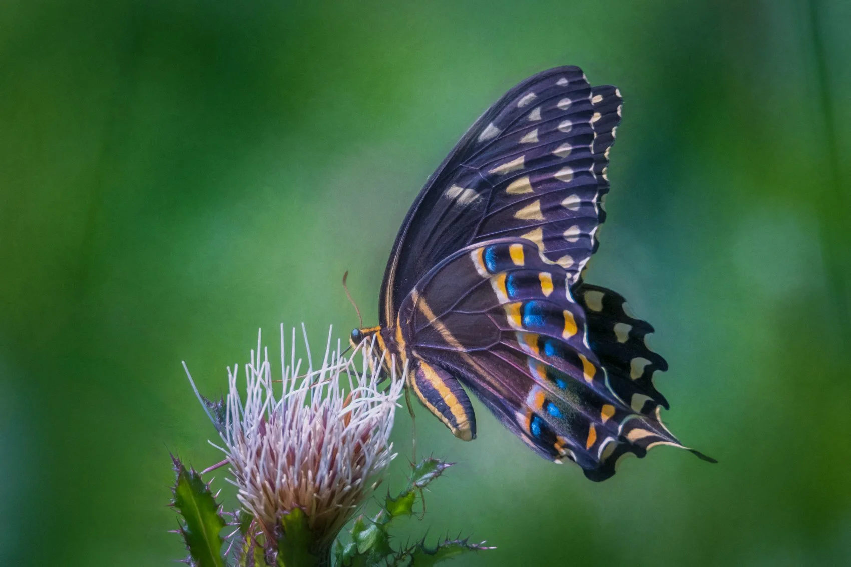 Jeweled Wing