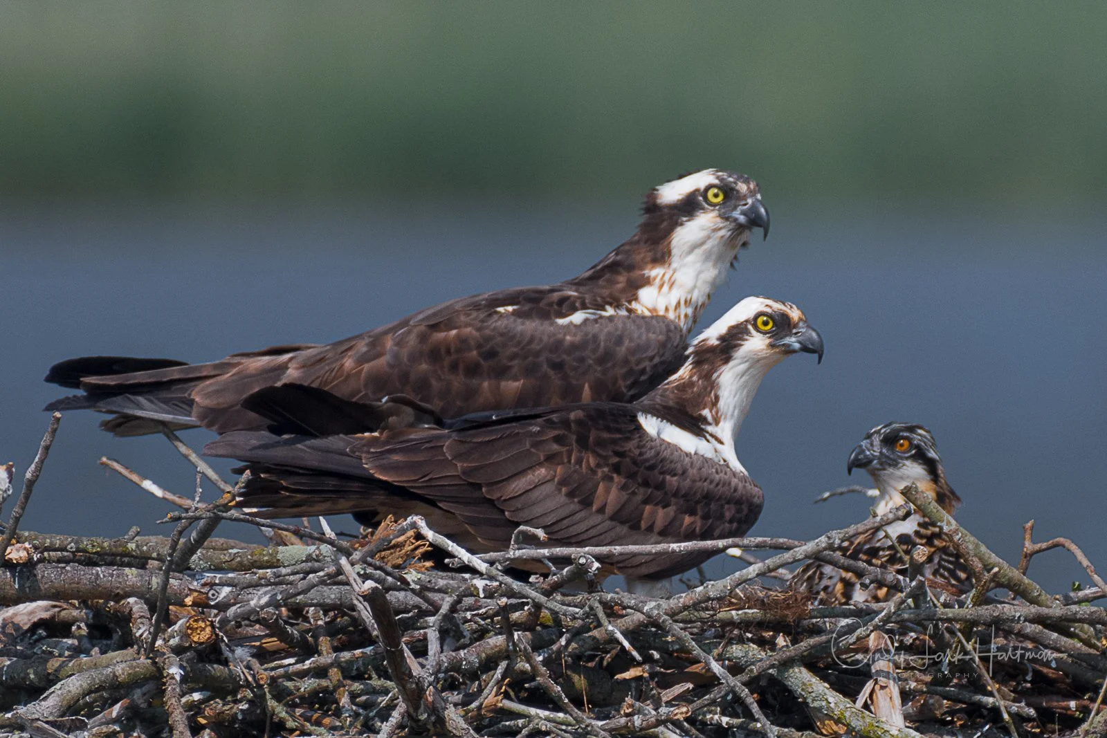 Family Nest
