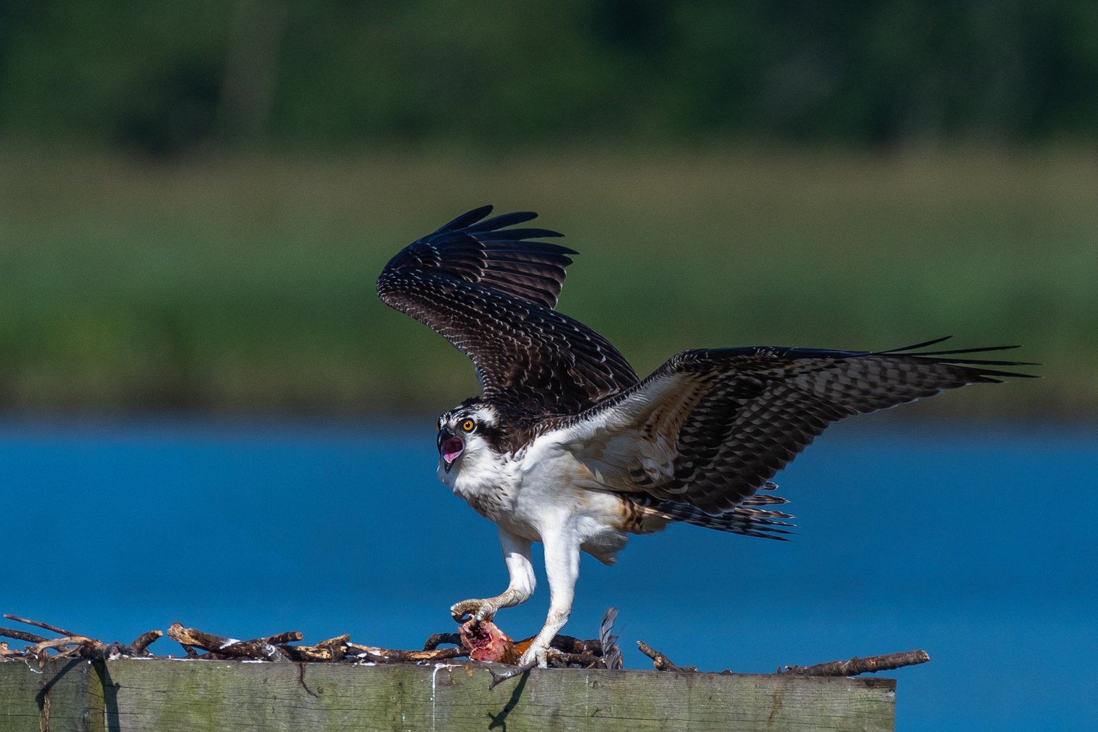 Catch of the Day