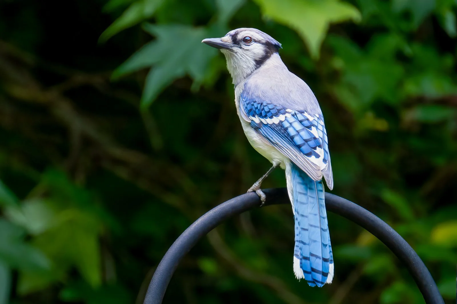 Bluejay Attitude