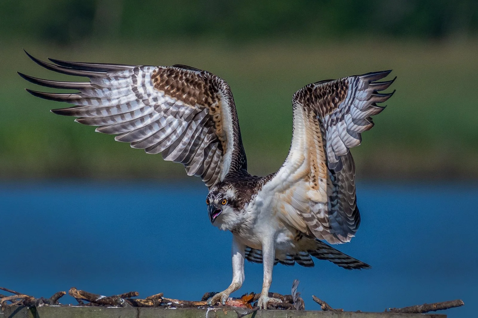 Wings Up