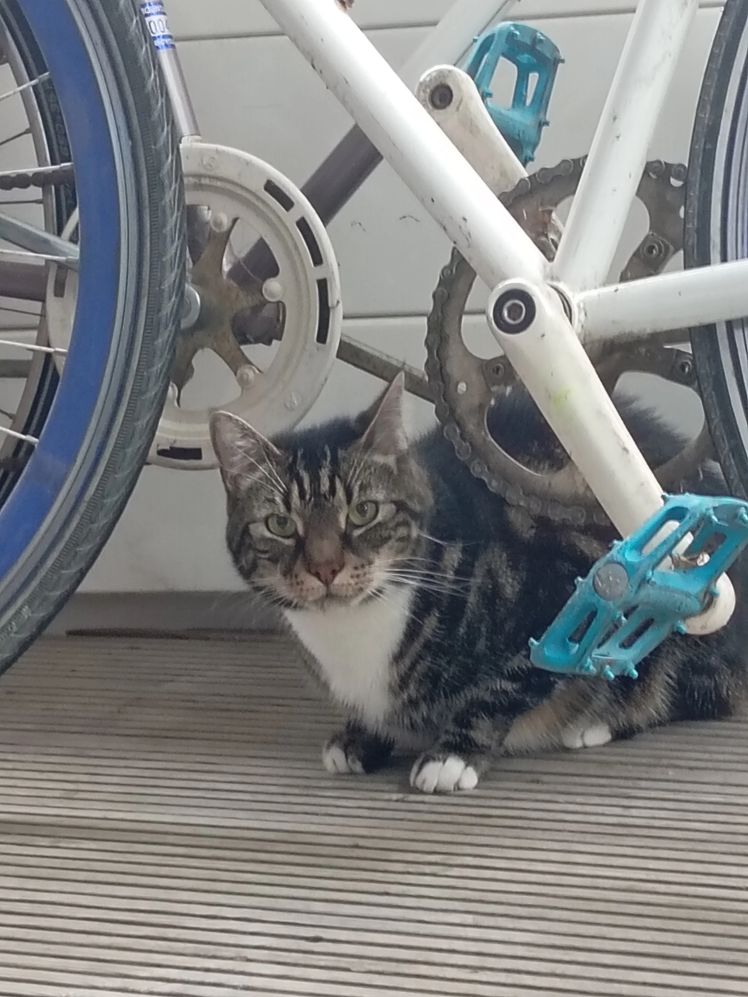 A tabby cat with white paws and chest sitting under a bicycle, partially obscured by the bicycle frame and wheel, on a striped indoor surface.
