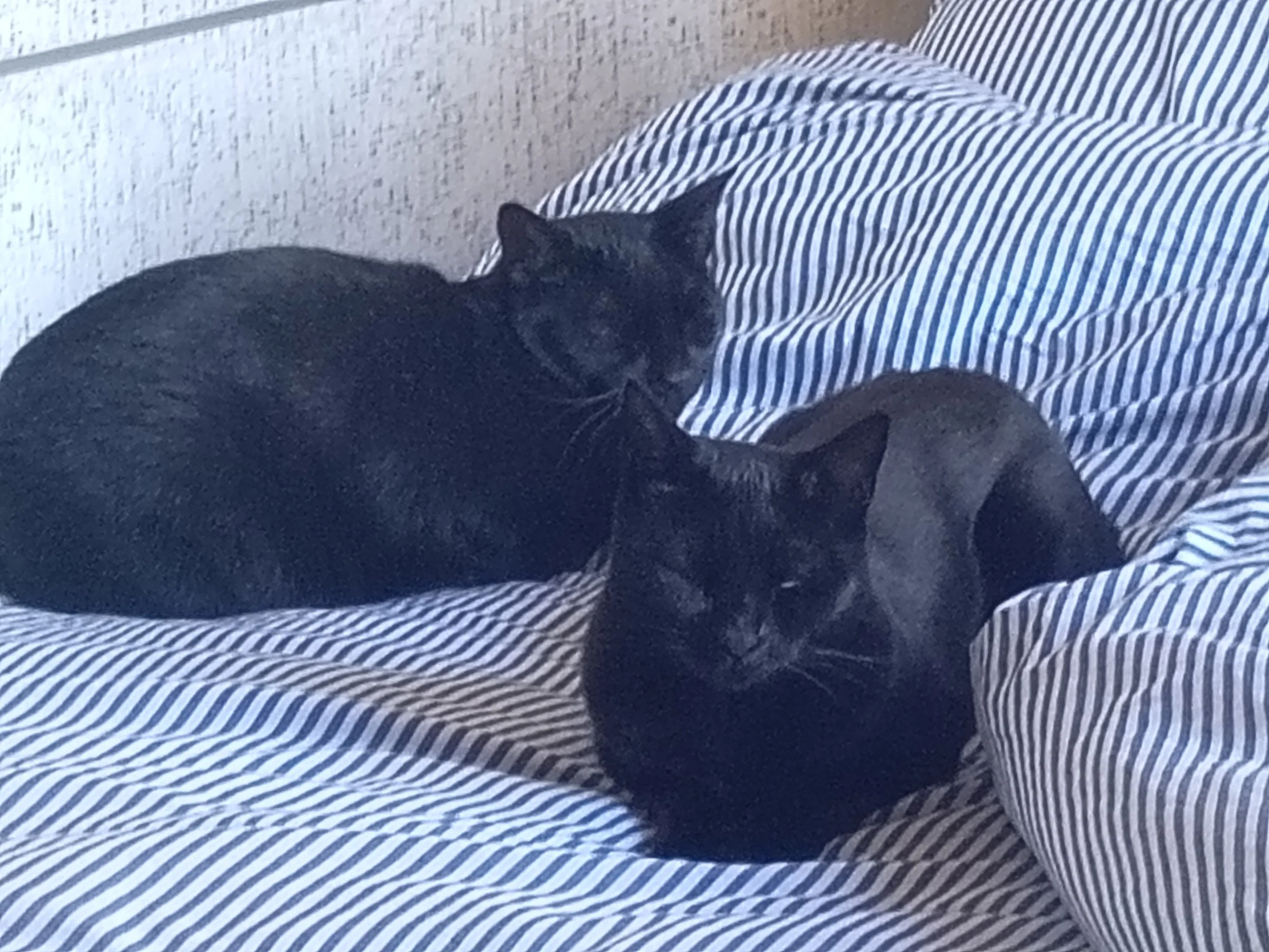 A black cat curled up and sleeping on a person's lap, who is wearing a blue and white striped shirt.