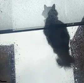 Cat sitting on a windowsill looking out through a rainy window.