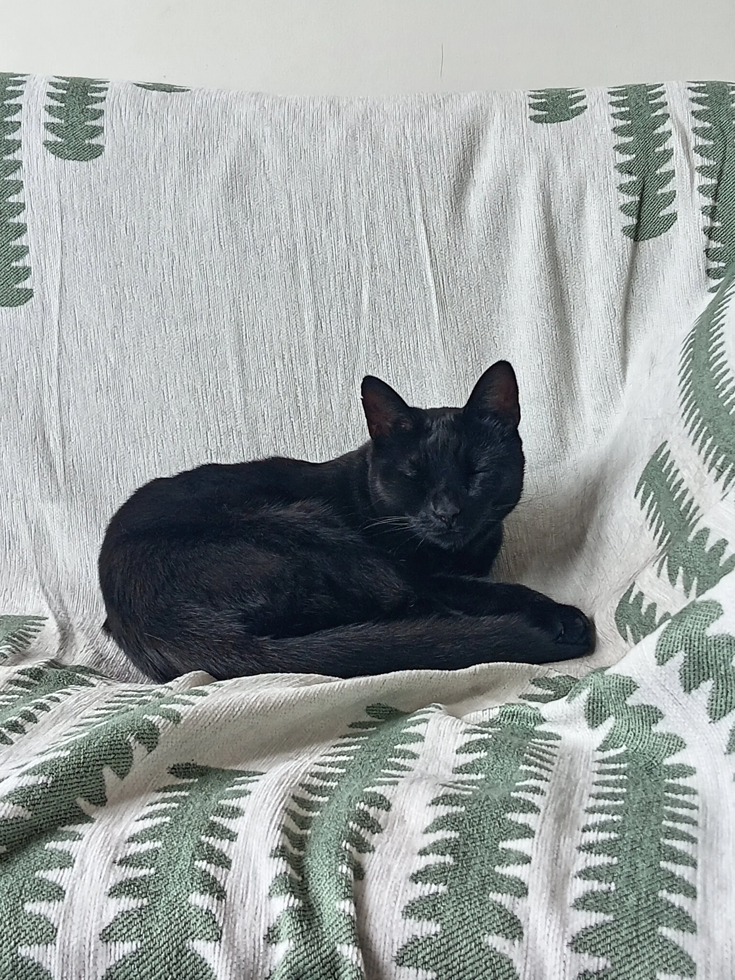 A black cat sleeping on a green and white patterned fabric with fern designs.