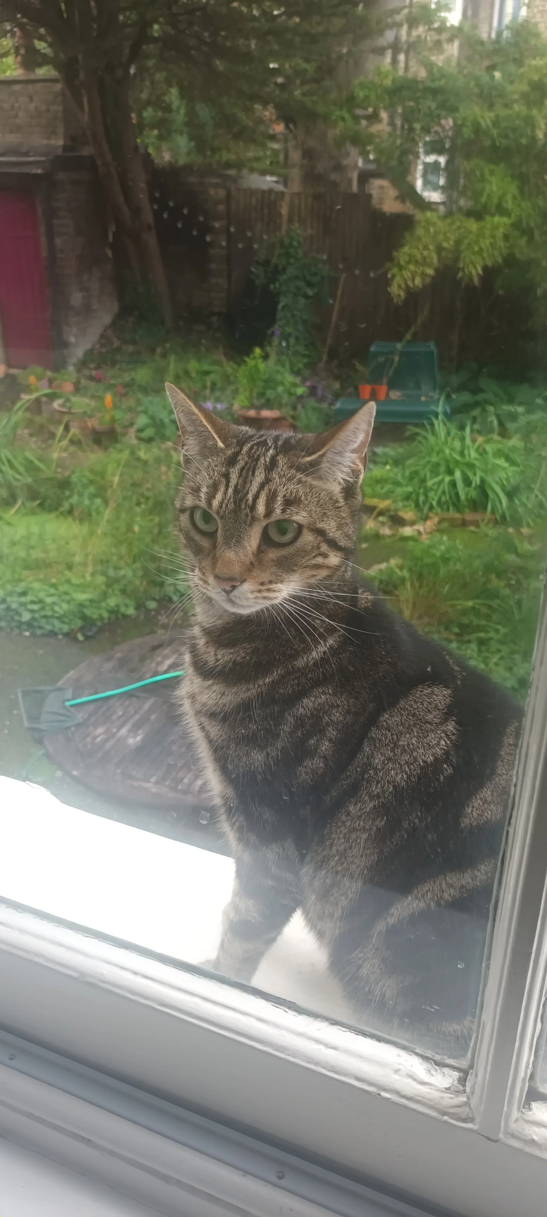 A tabby cat with green eyes standing on a windowsill outside, with a garden and trees in the background.