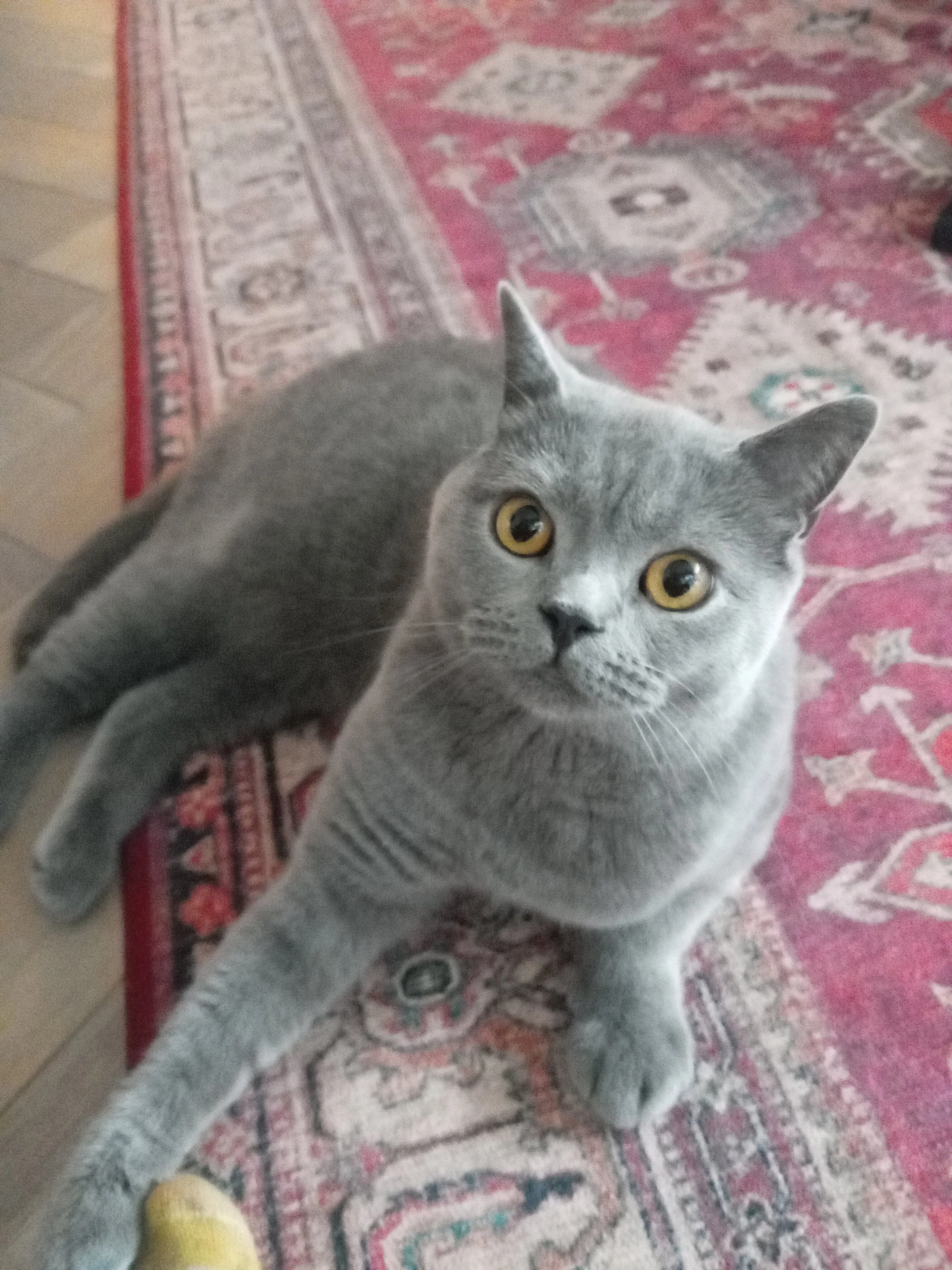 Gray cat with yellow eyes lying on a multicolored Persian rug, looking up at the camera.