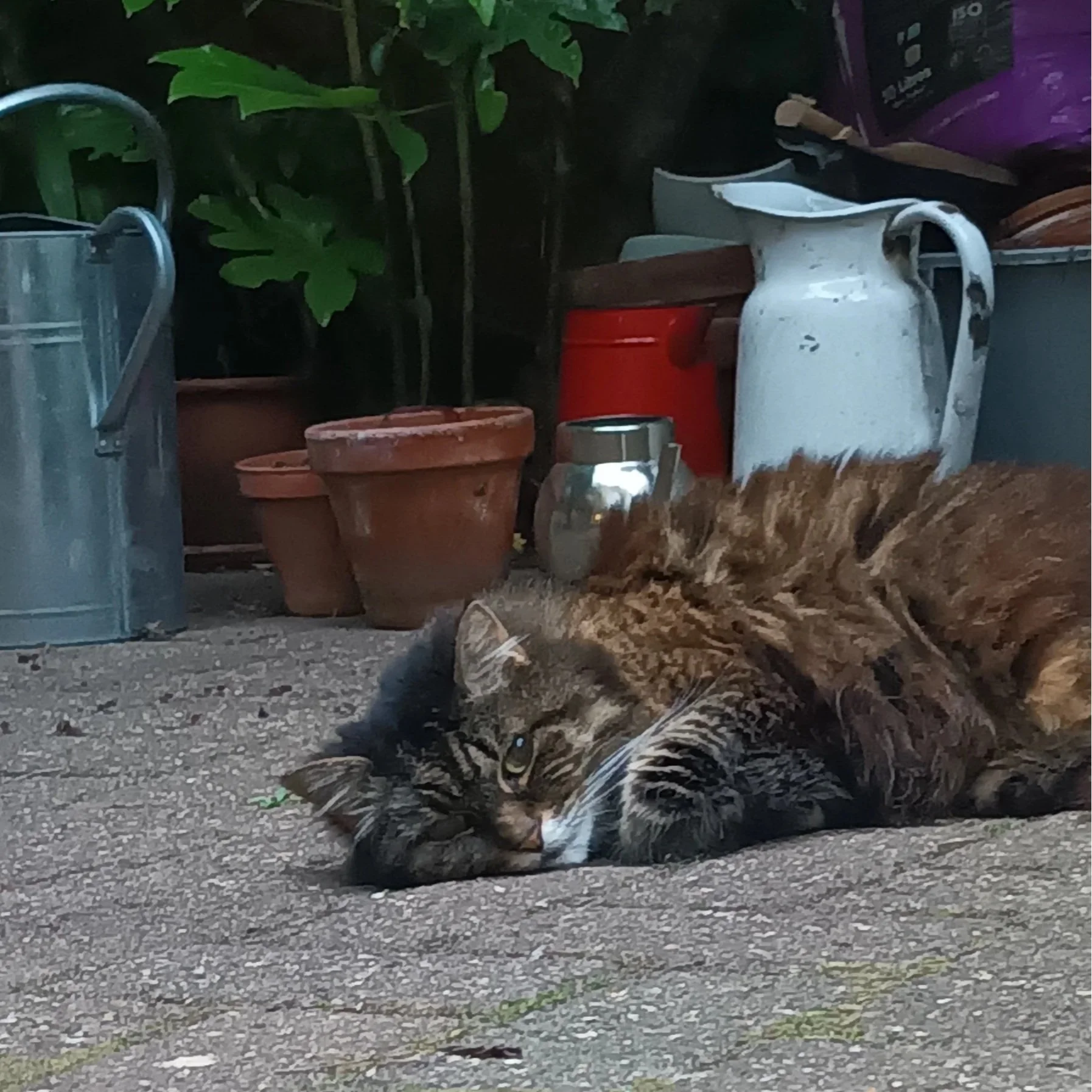 A tabby cat with gray, black, and white fur lying on a rough concrete ground with its eyes closed and paws stretched out in front.