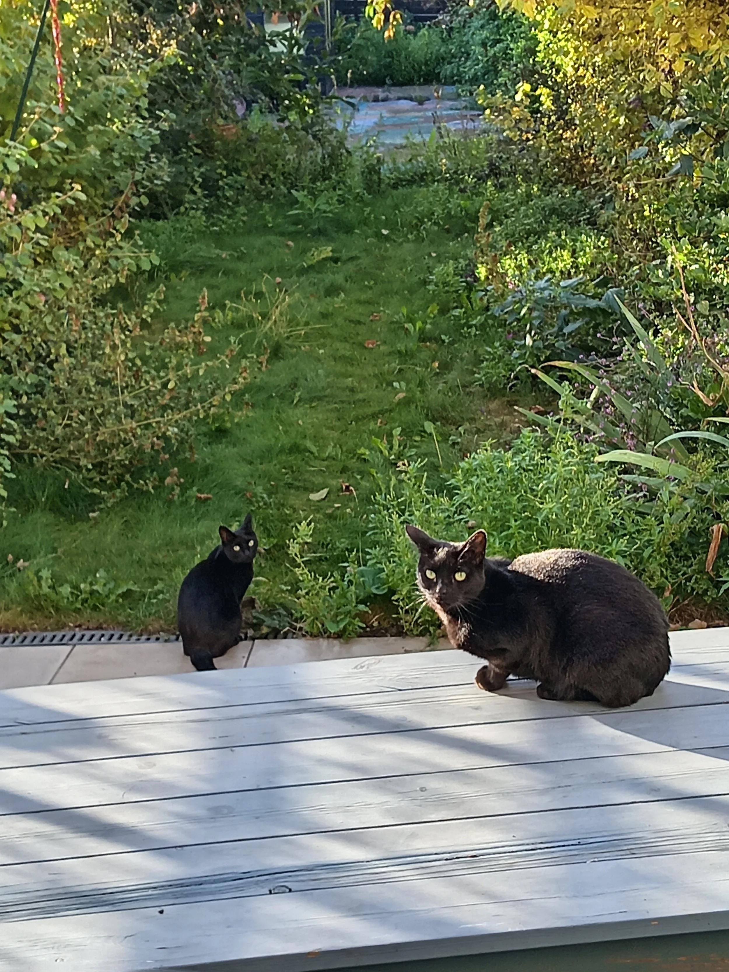 Two cats, one black and one black and white, sitting on a wooden deck outside, with greenery and bushes in the background.