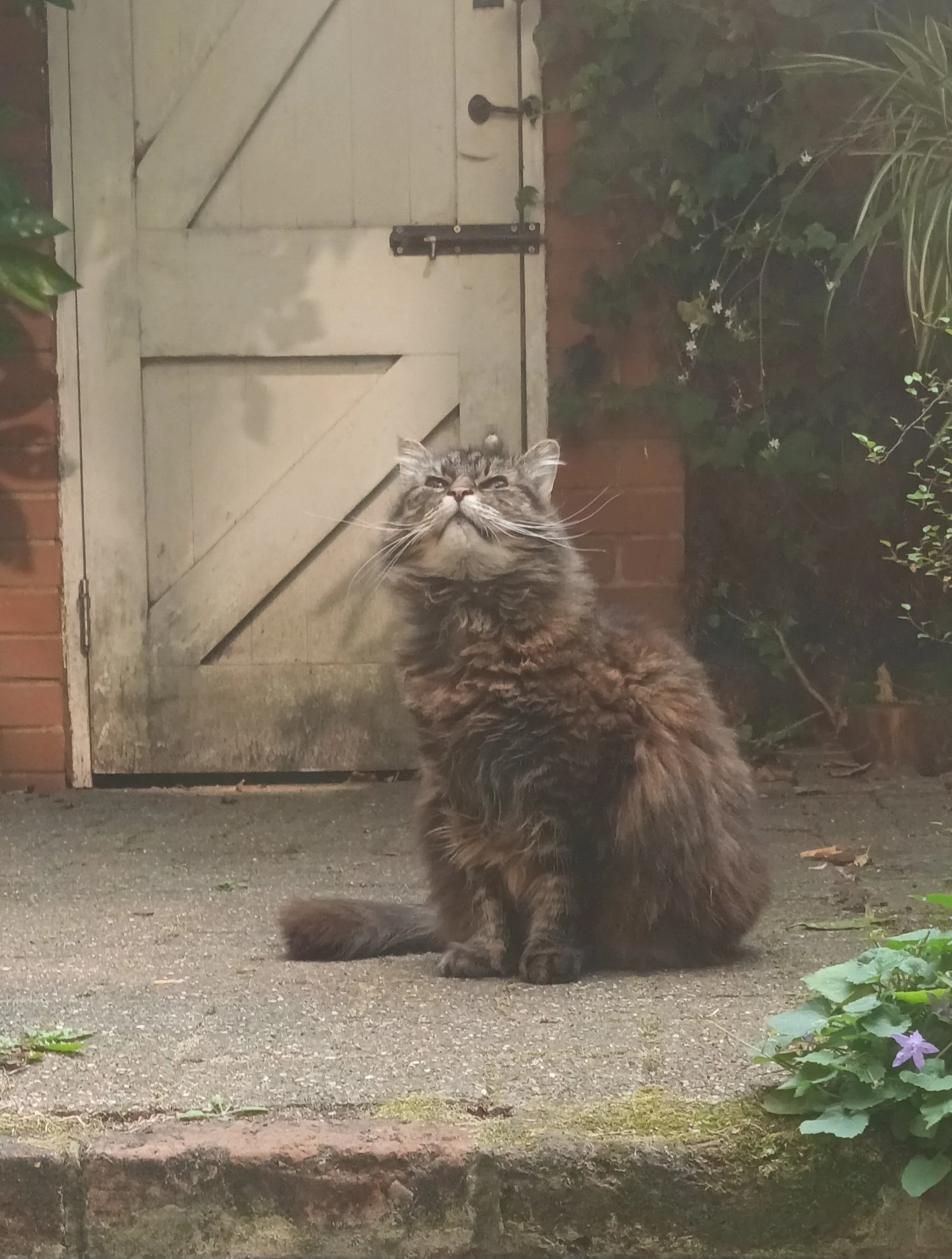 A long-haired gray and brown tabby cat sitting on a concrete surface in front of a wooden gate. There are green plants and flowers around the scene.