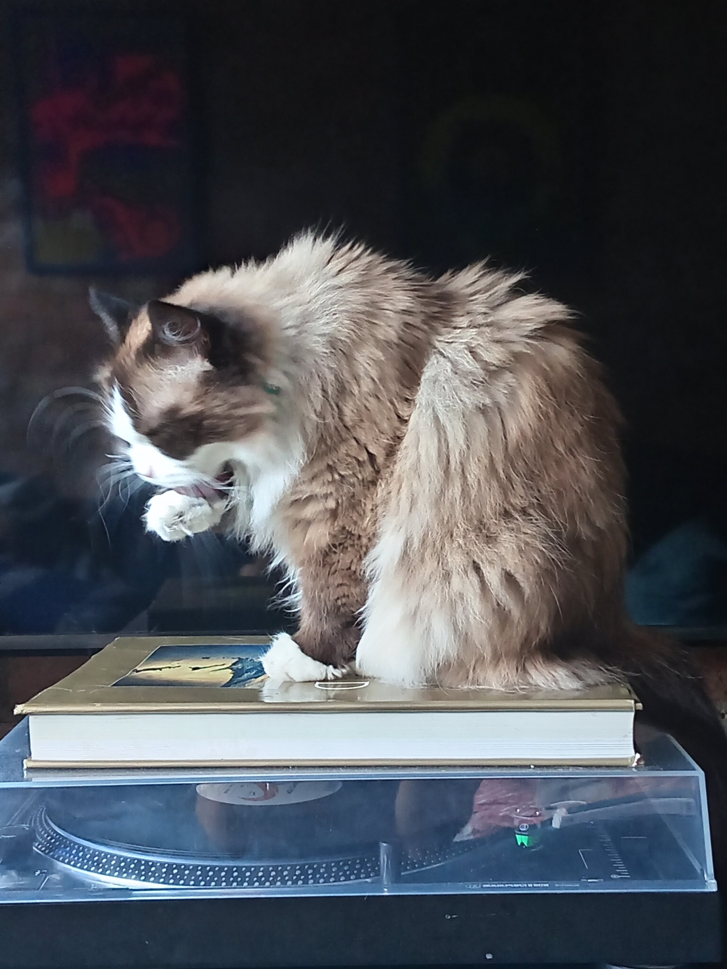 A fluffy brown and white cat sitting on a turntable with optical discs, looking down and playing with its paw.