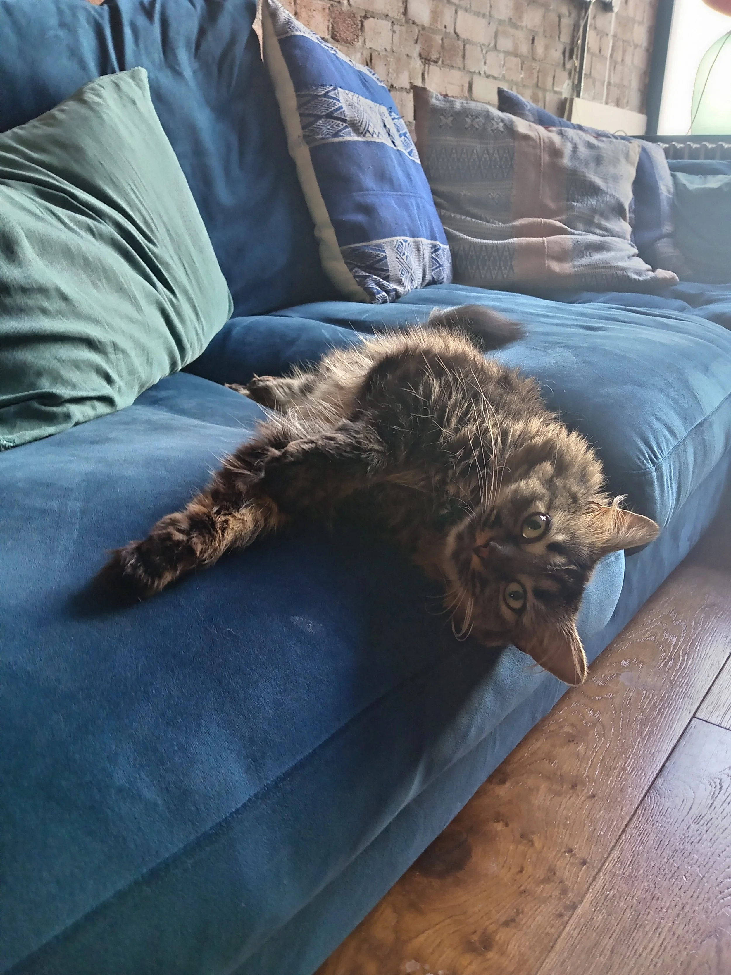 A tabby cat lying on a blue couch with its head hanging upside down, looking at the camera, next to a green pillow and several decorative pillows. The background features an exposed brick wall and a window with natural light.