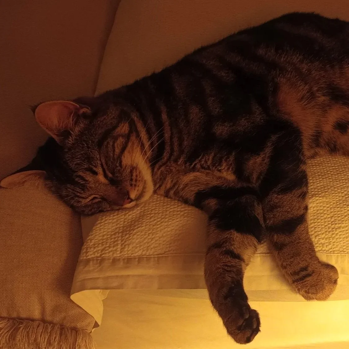 A tabby cat sleeping on a beige cushion on a couch, with its eyes closed and body relaxed.