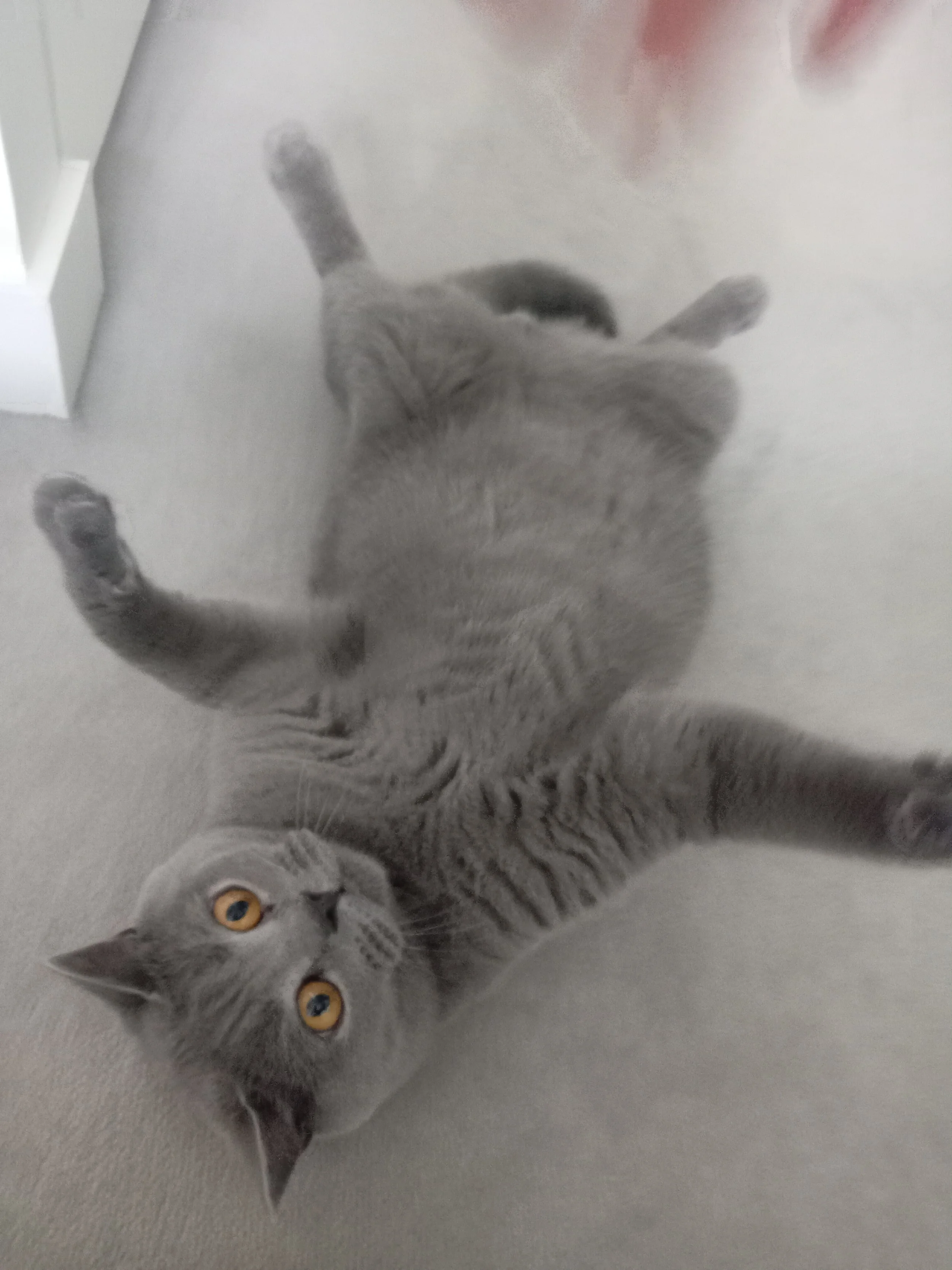 A gray tabby kitten with yellow eyes lying on a white surface, looking up at the camera.