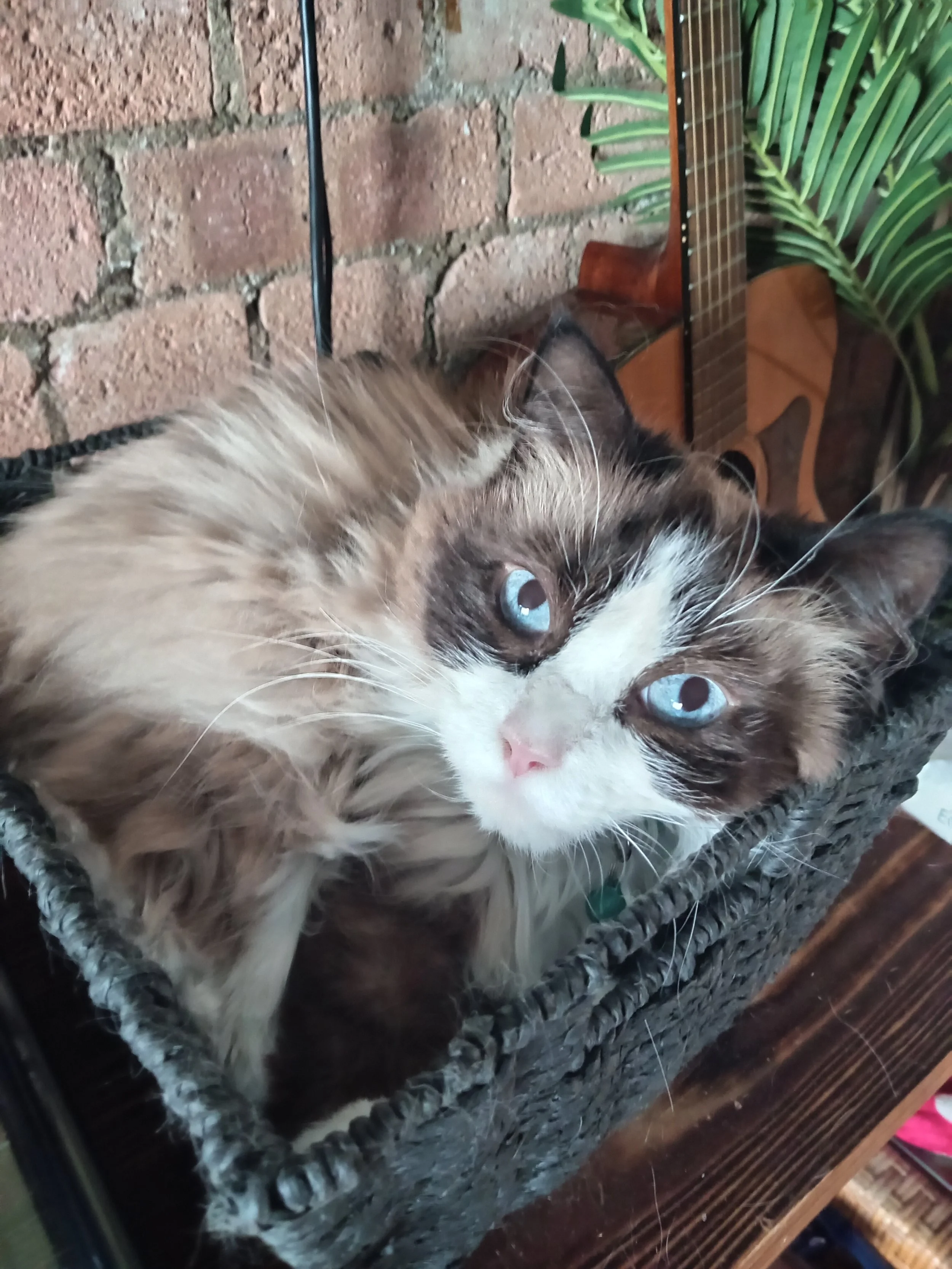 Close-up of a cat with blue eyes lying on a wicker basket, with a brick wall and green plant in the background.