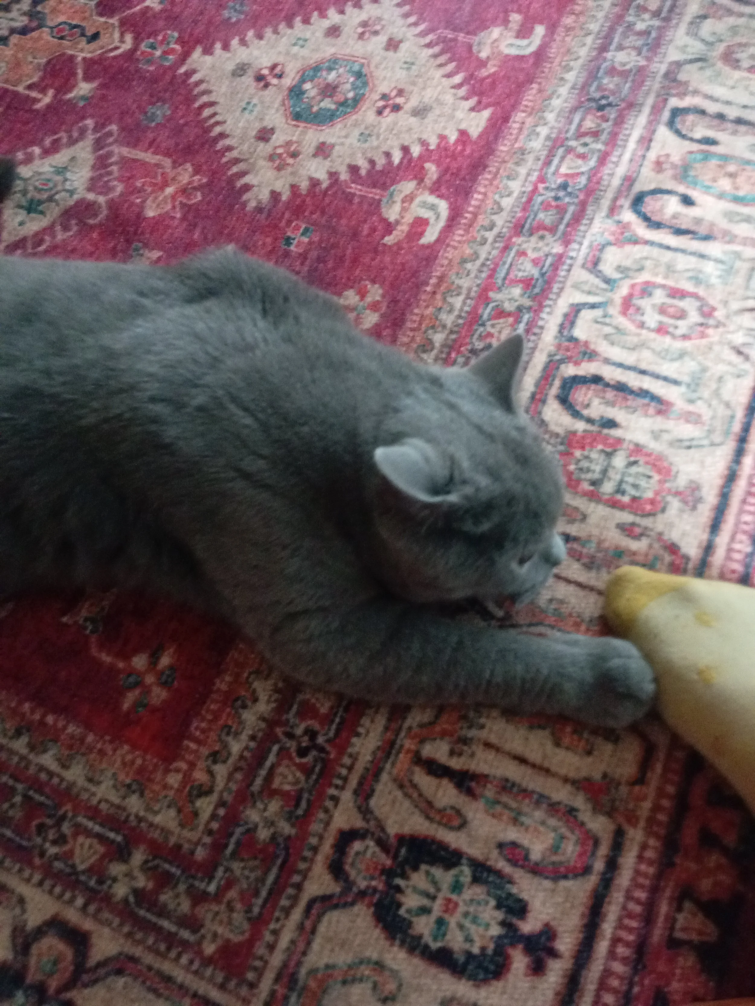 Gray cat lying on a colorful patterned rug.