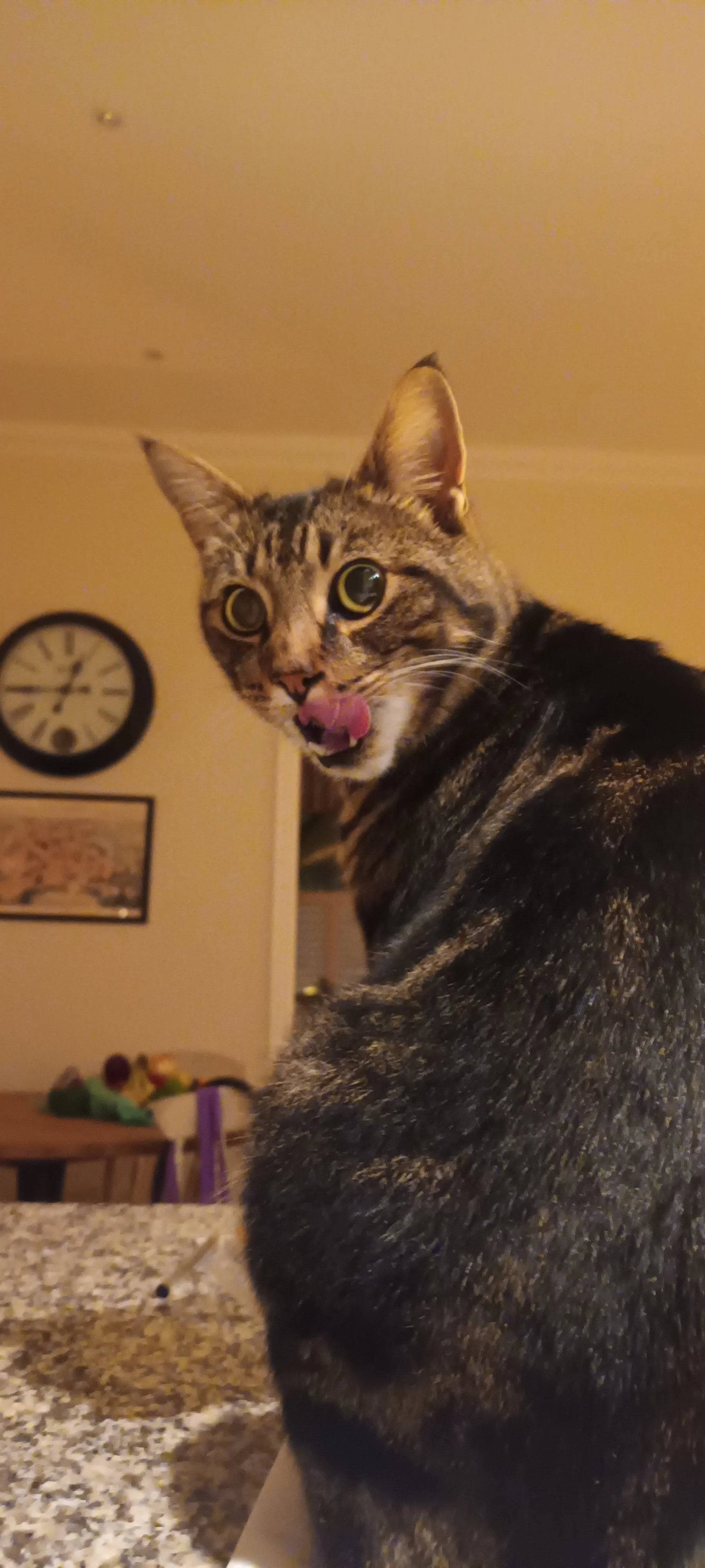 A tabby cat with large yellow eyes sticking out its tongue and looking to the side, with a wall clock and framed picture in the background.