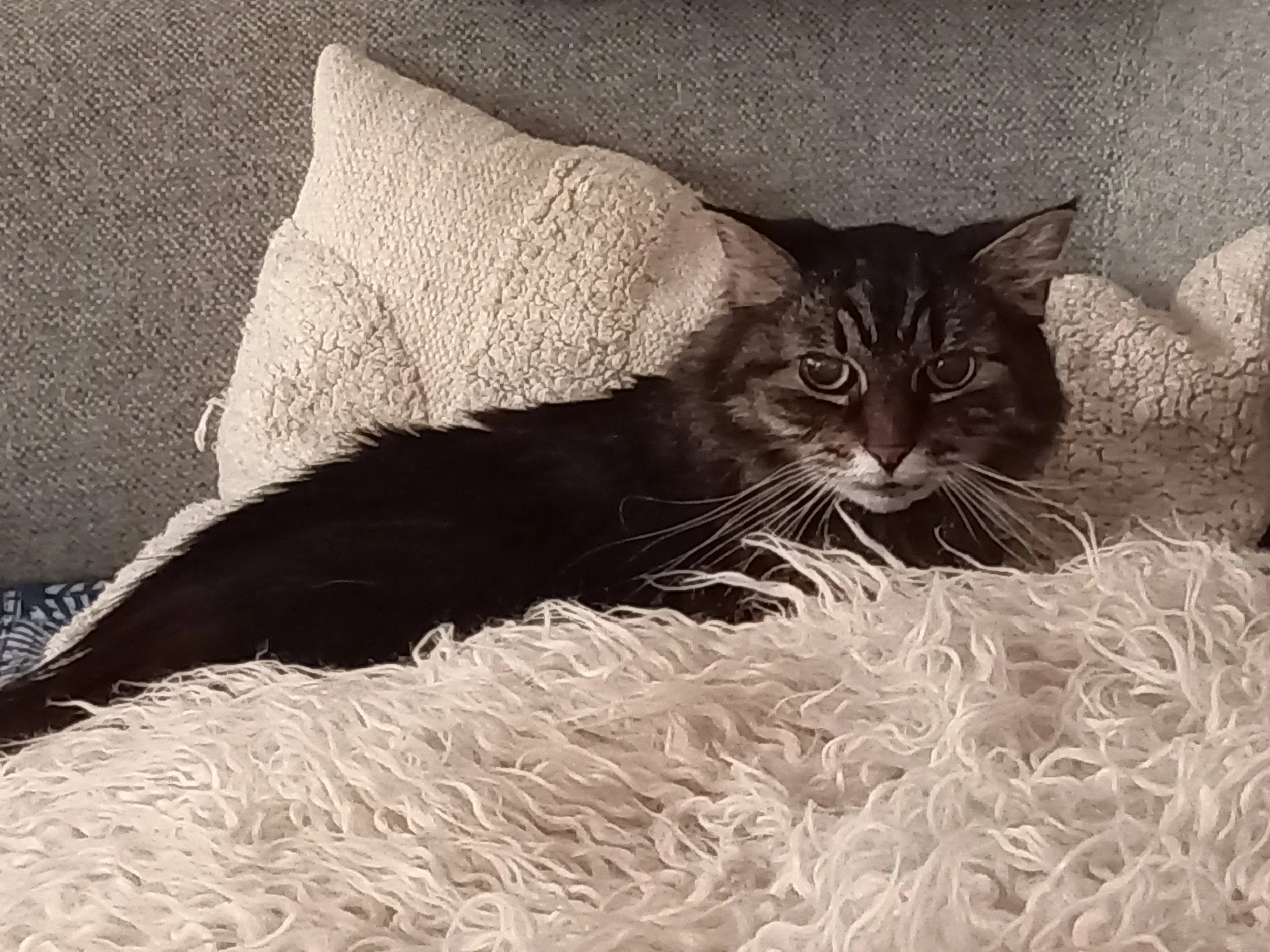 A black and brown tabby cat with white paws lying in a cozy pet bed with a fleece blanket inside.