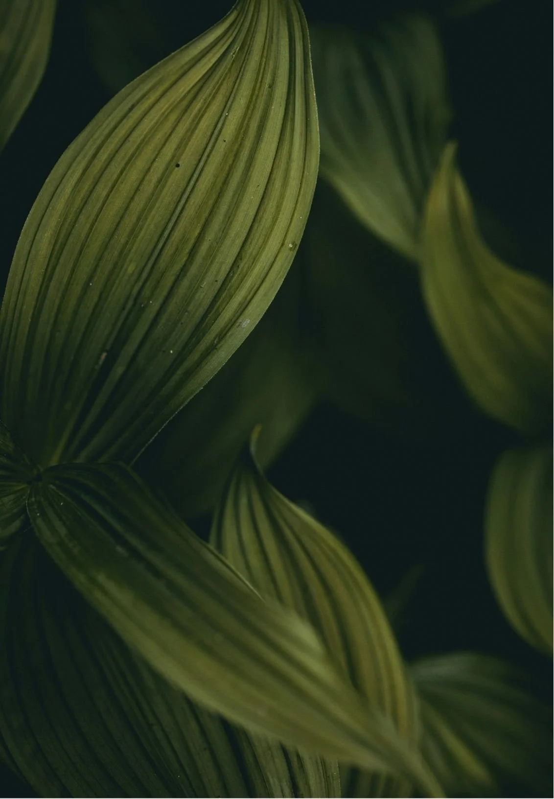 Close-up of green tropical leaves with parallel veining, dark background.