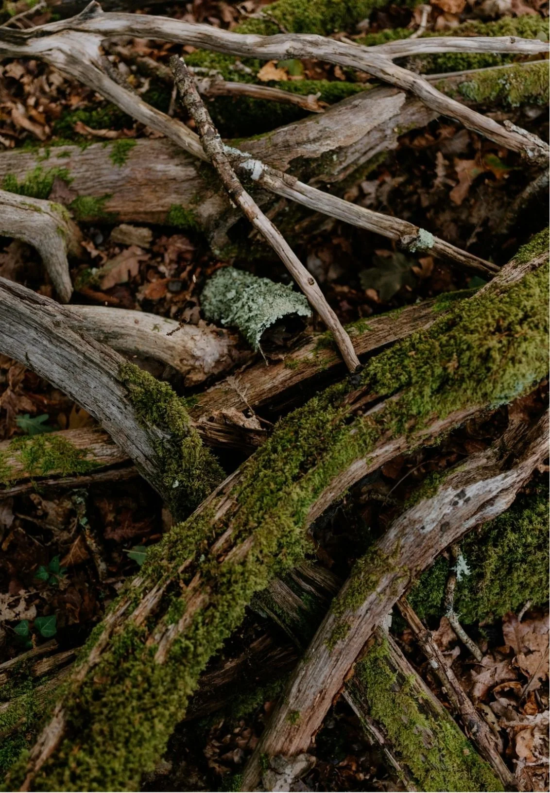 A close-up view of fallen tree branches covered with green moss and some lichen, lying on a forest floor with leaves and soil.
