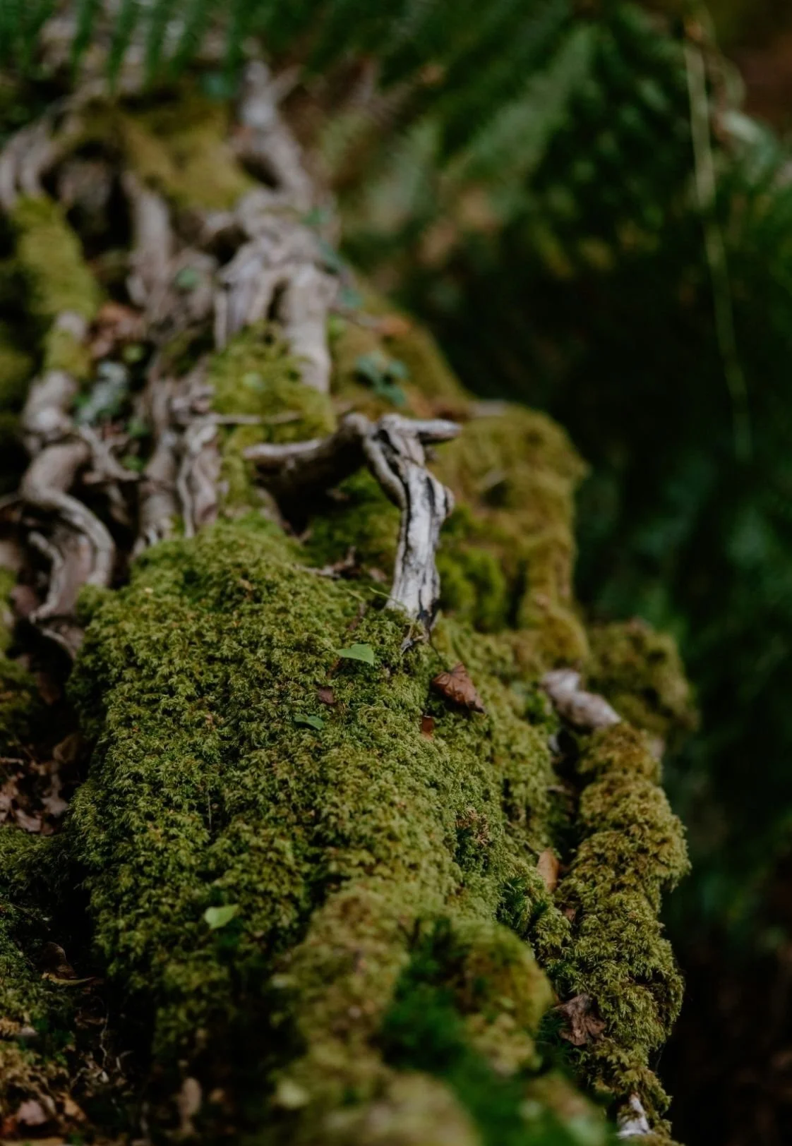 Close-up of a moss-covered log or tree branch with small plants and twisted, weathered wood rising from the moss, in a lush forest setting.