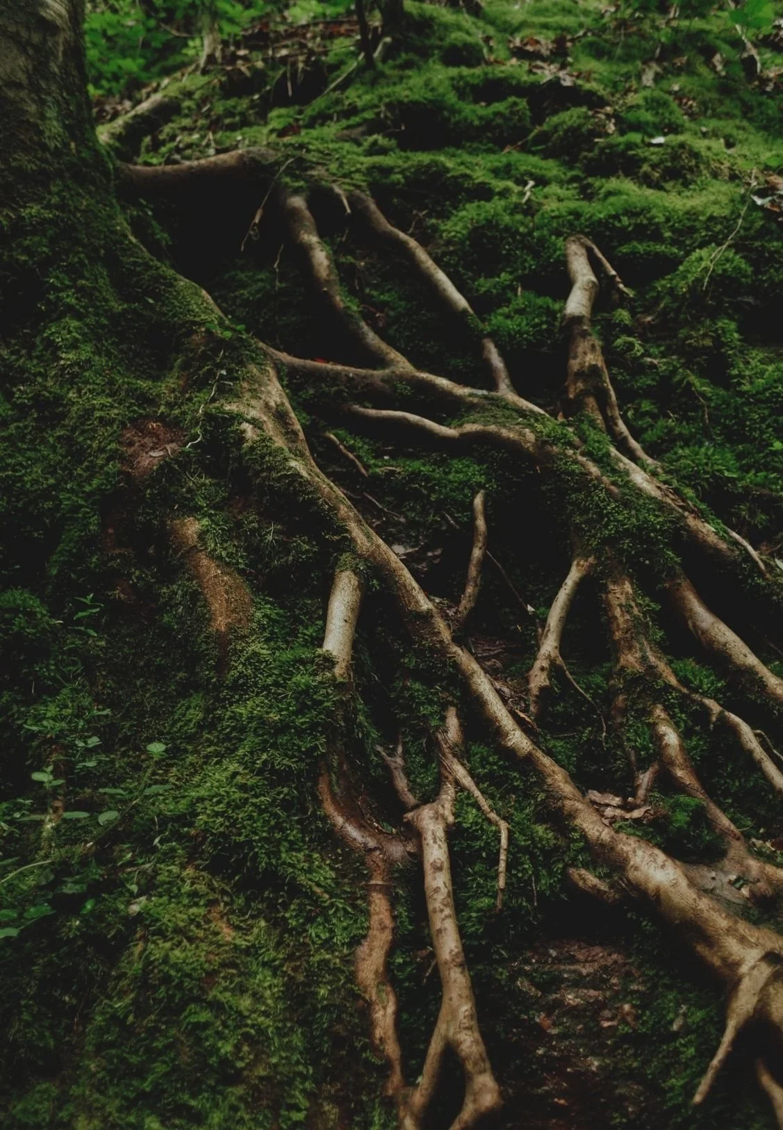 Roots and moss-covered ground in a forest.