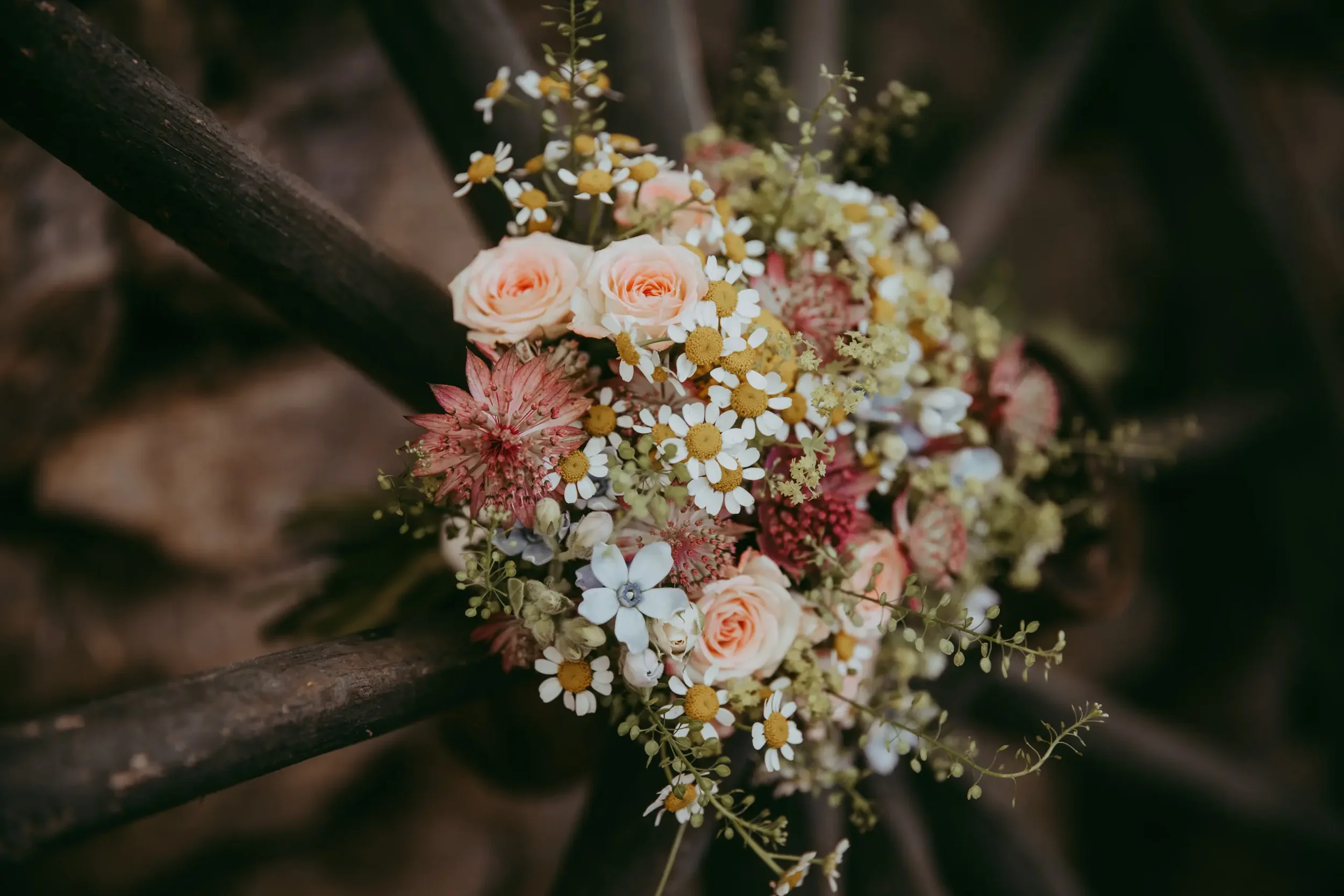 Blumenstrauß mit rosa Rosen, weißen Gänseblümchen, gelben Kamillen, roten Astern und grünem Laub, auf Holz gelegt.