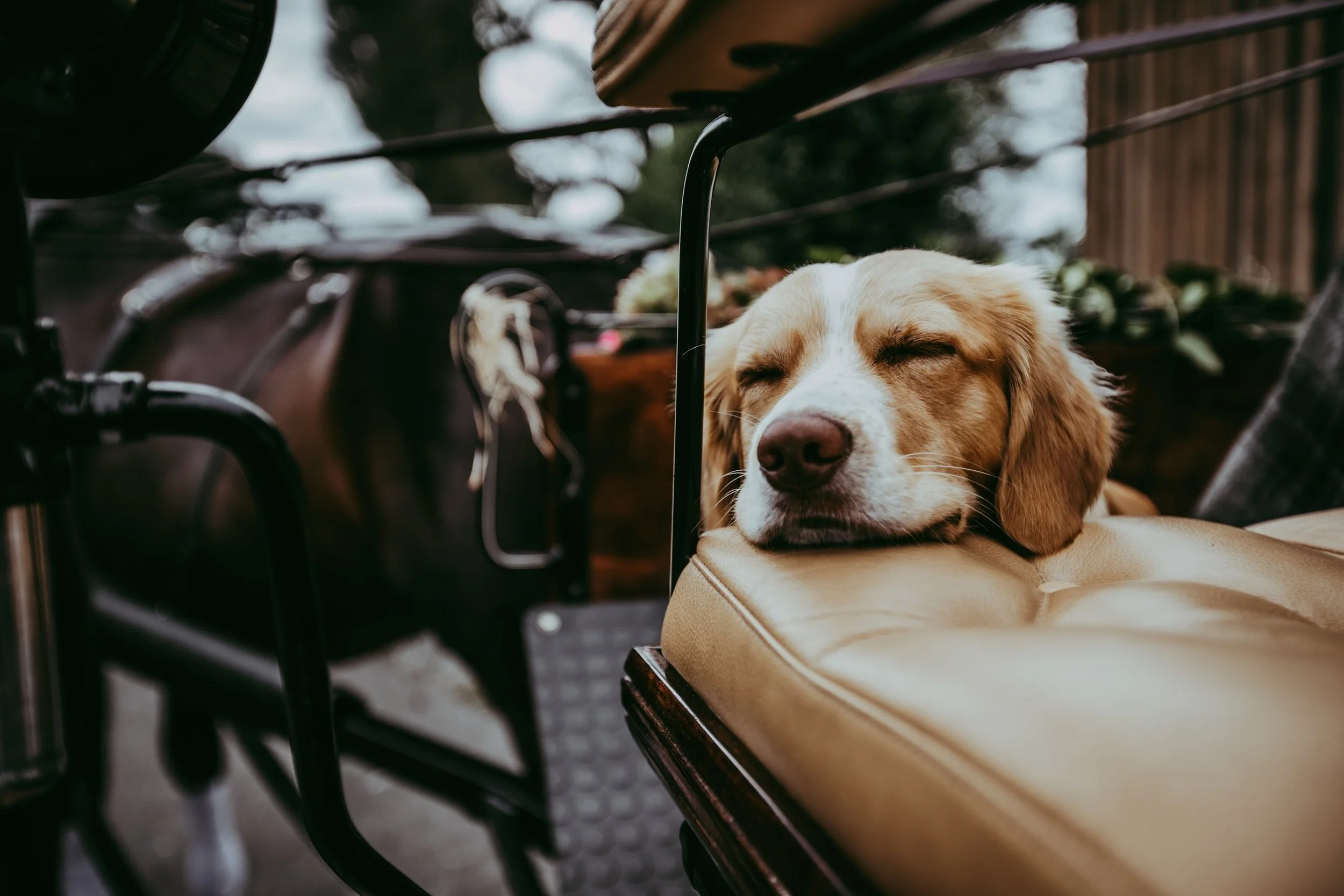 Ein Hund liegt entspannt auf einem Sitz im Inneren eines Fahrzeugs, vermutlich eines Autos, mit geschlossenen Augen.