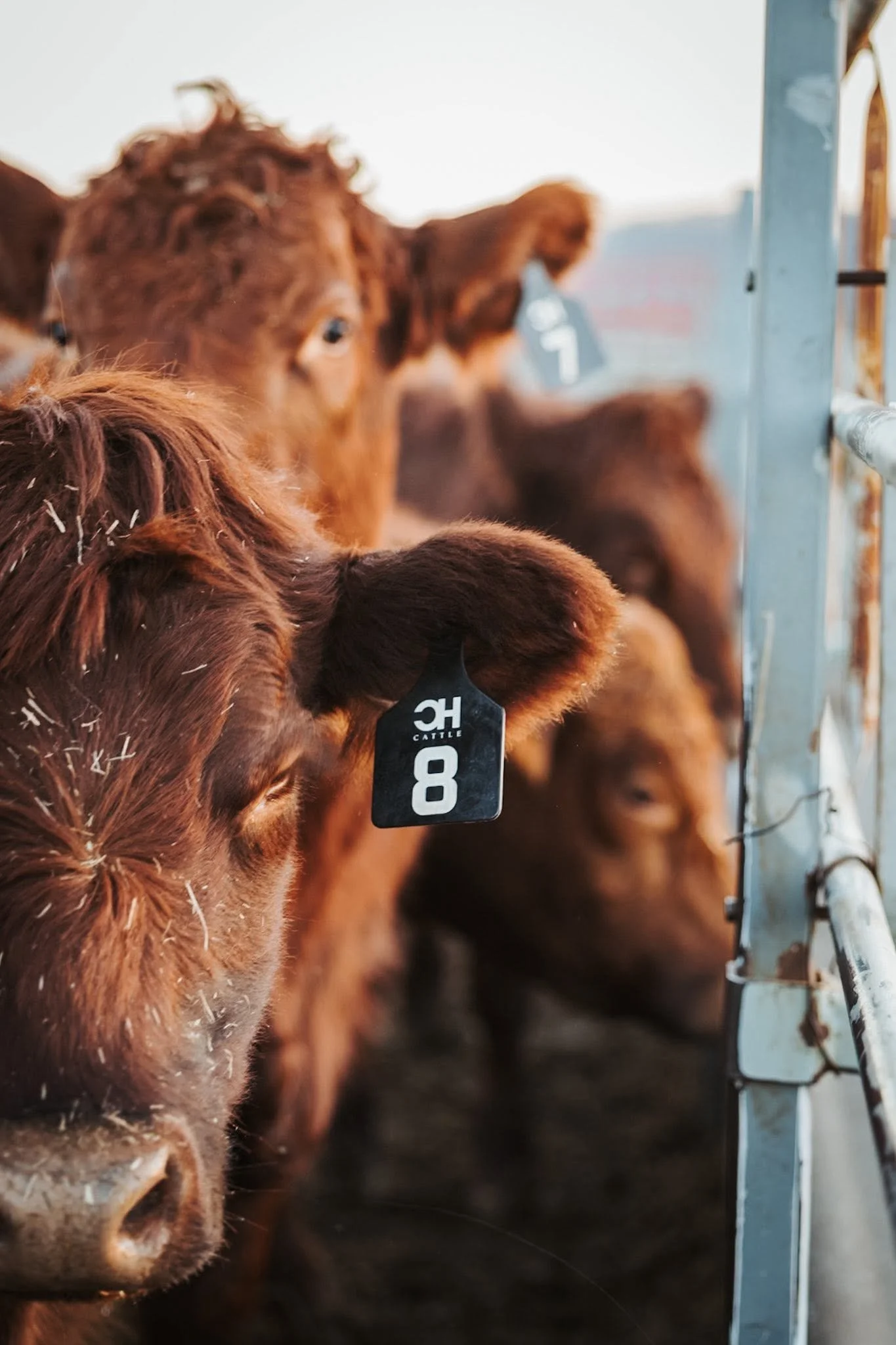 Close-up of a brown calf with a black ear tag labeled 8, standing in a barn with other calves in the background.