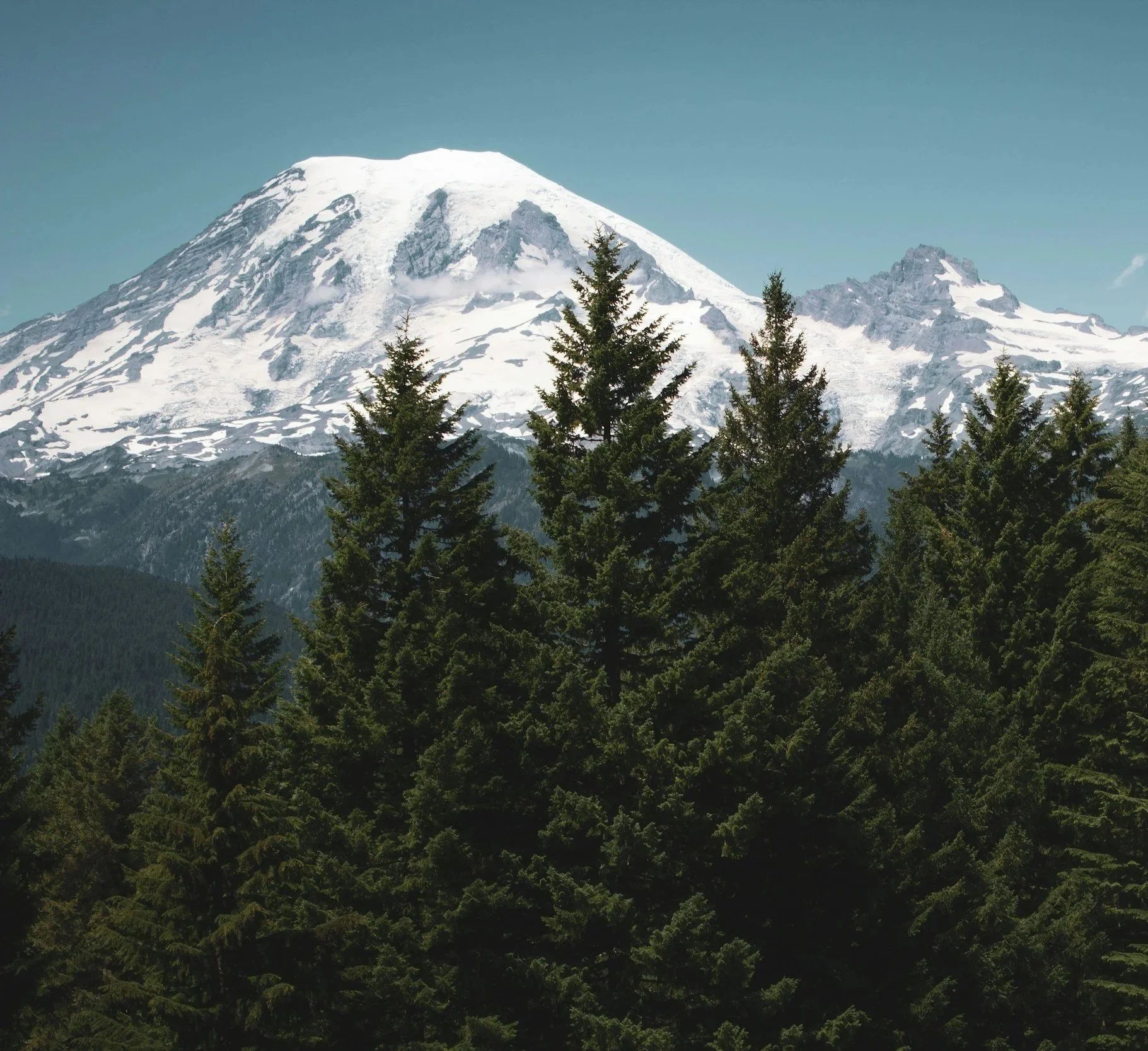 A snow-capped mountain, likely Mount Rainier, with dark rocks and patches of snow on its slopes, seen behind a dense forest of evergreen trees in the foreground under a clear blue sky.