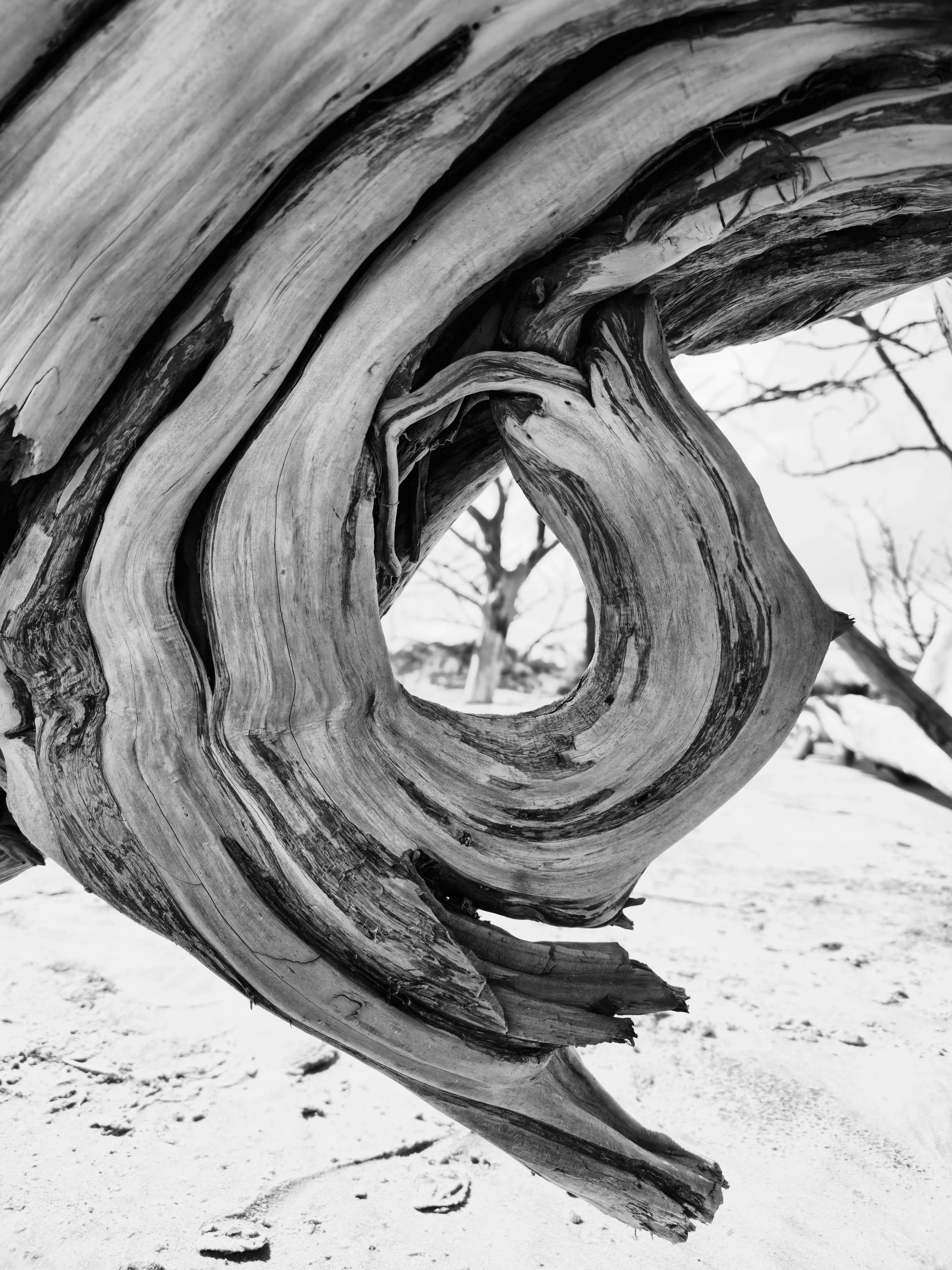 Close-up black and white photo of a weathered, twisted piece of driftwood or dead tree on a sandy ground with a background of leafless trees.