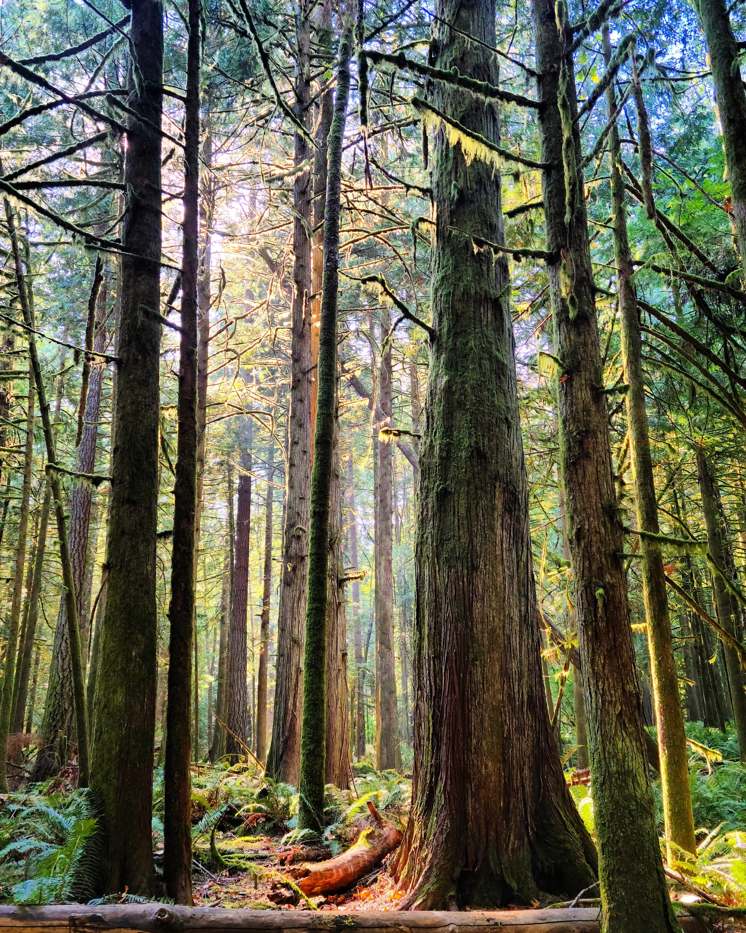 A peaceful forest scene featuring tall trees with moss-covered trunks and branches. Serene sunlight filters through the canopy, illuminating ferns and other greenery at the forest floor.