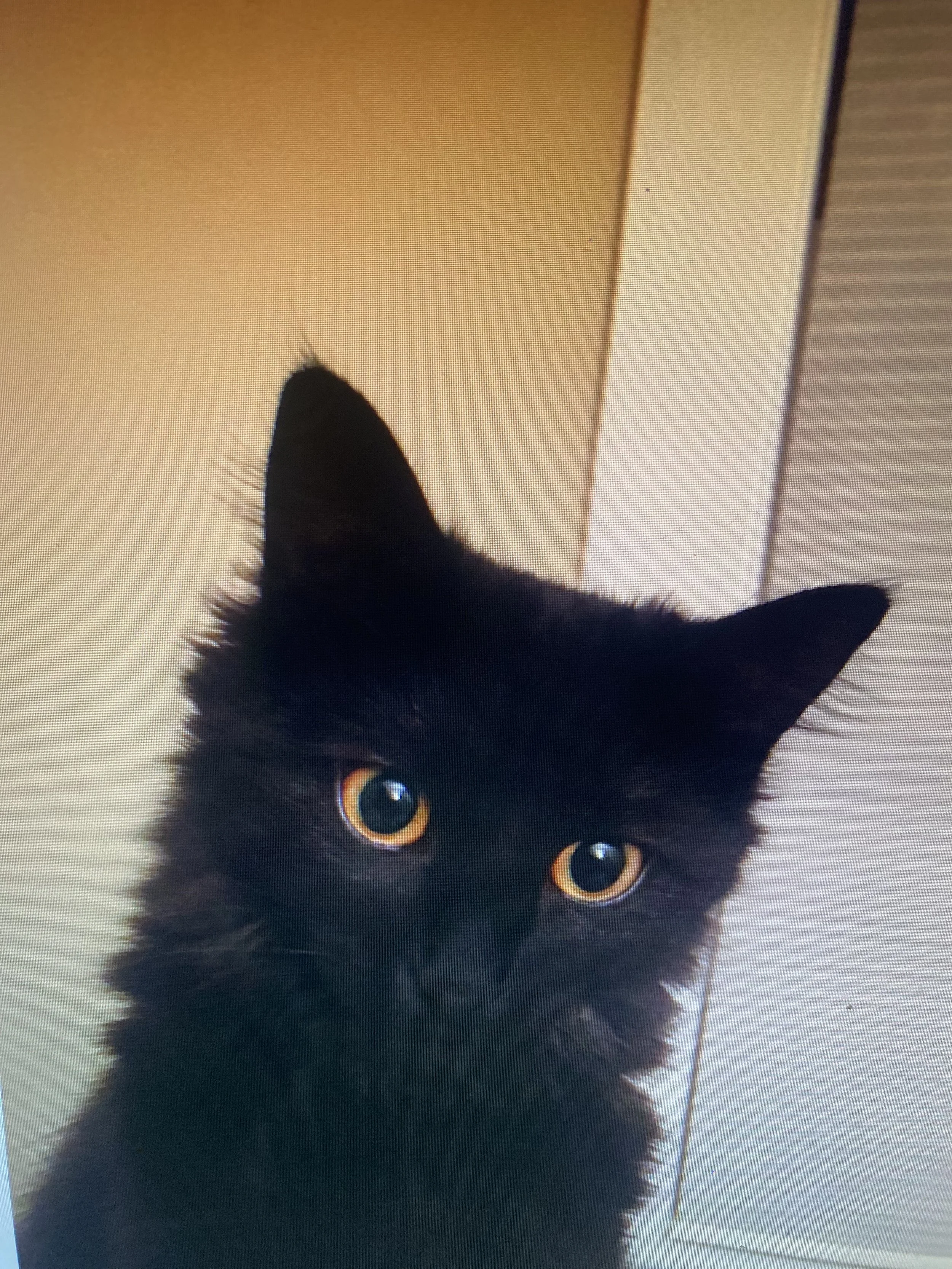 Close-up of a black cat with yellow eyes, looking up at the camera, against a background of a beige wall and a wooden surface.